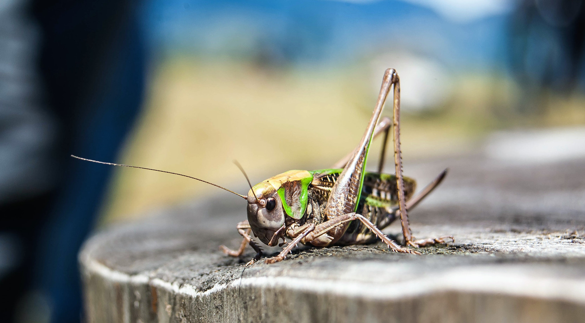 Canon EF 28-80mm f/3.5-5.6 USM sample photo. Cosaș photography