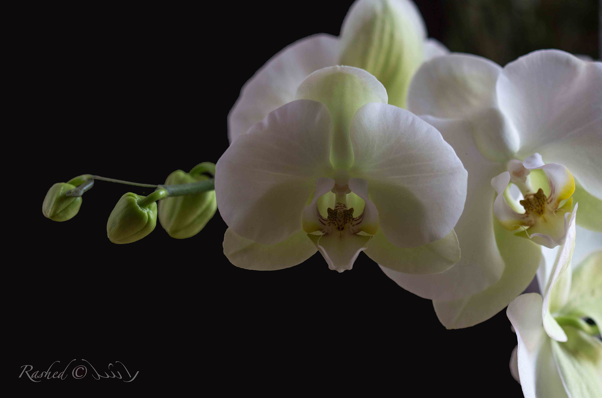 Canon EF 100mm F2.8 Macro USM sample photo. Untitled photography