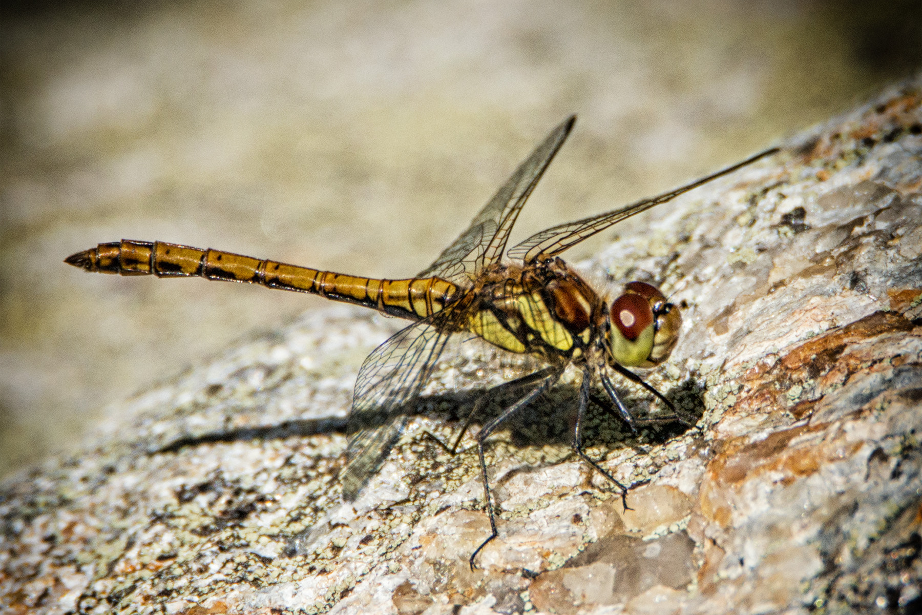 Sony a99 II sample photo. Dragon fly #002 photography