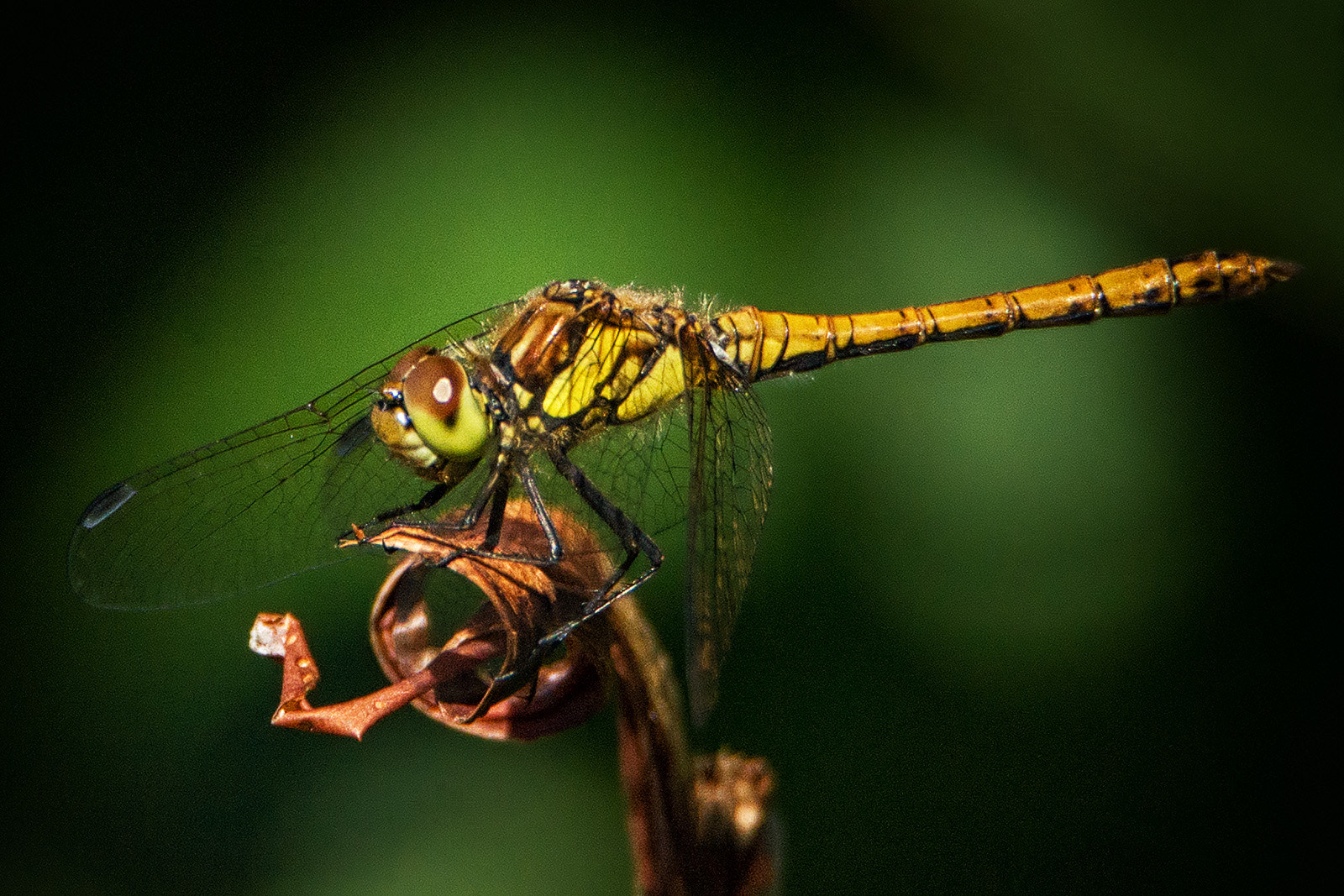 Sony a99 II + Tamron SP 150-600mm F5-6.3 Di VC USD sample photo. Dragon fly #001 photography