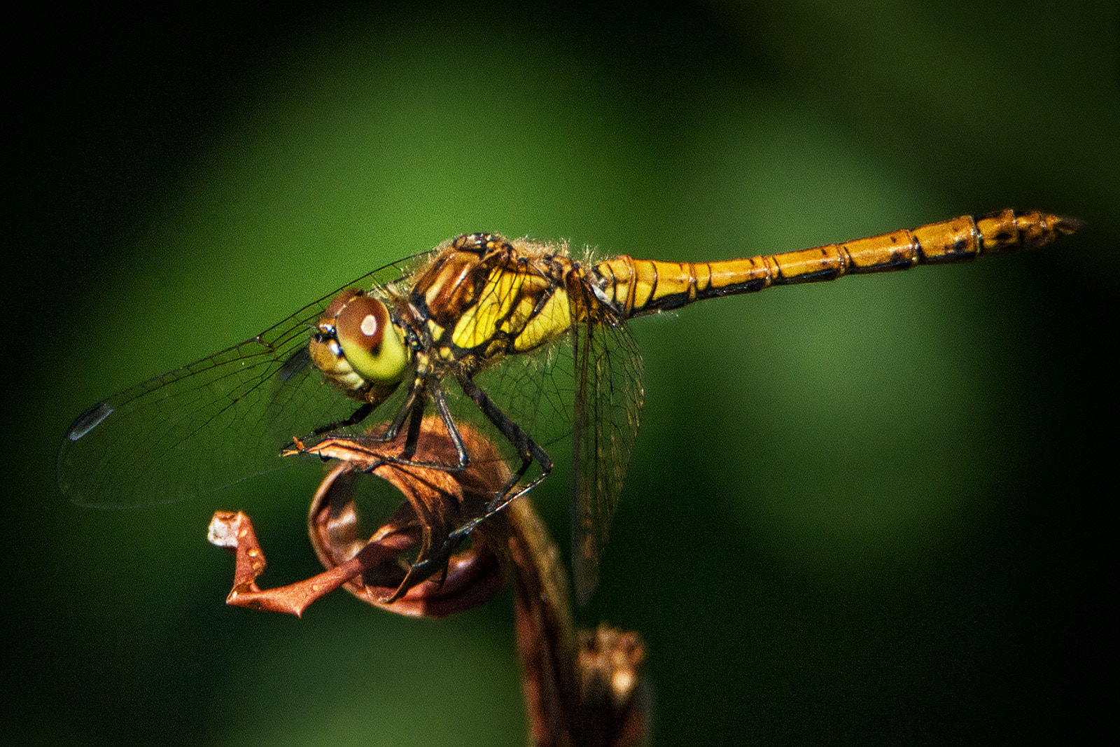 Sony a99 II sample photo. Dragon fly #001 photography