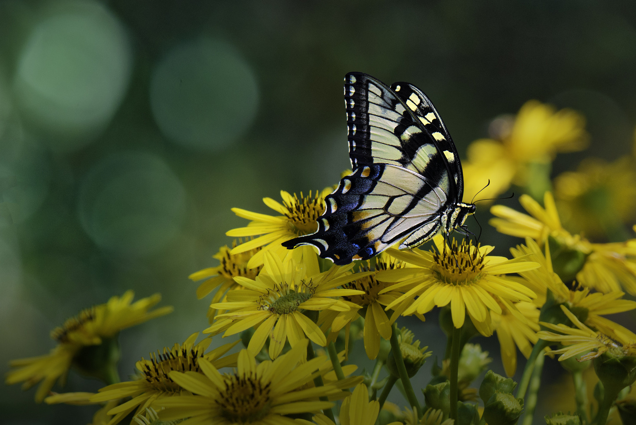 Nikon D800E sample photo. Tiger swallowtail photography
