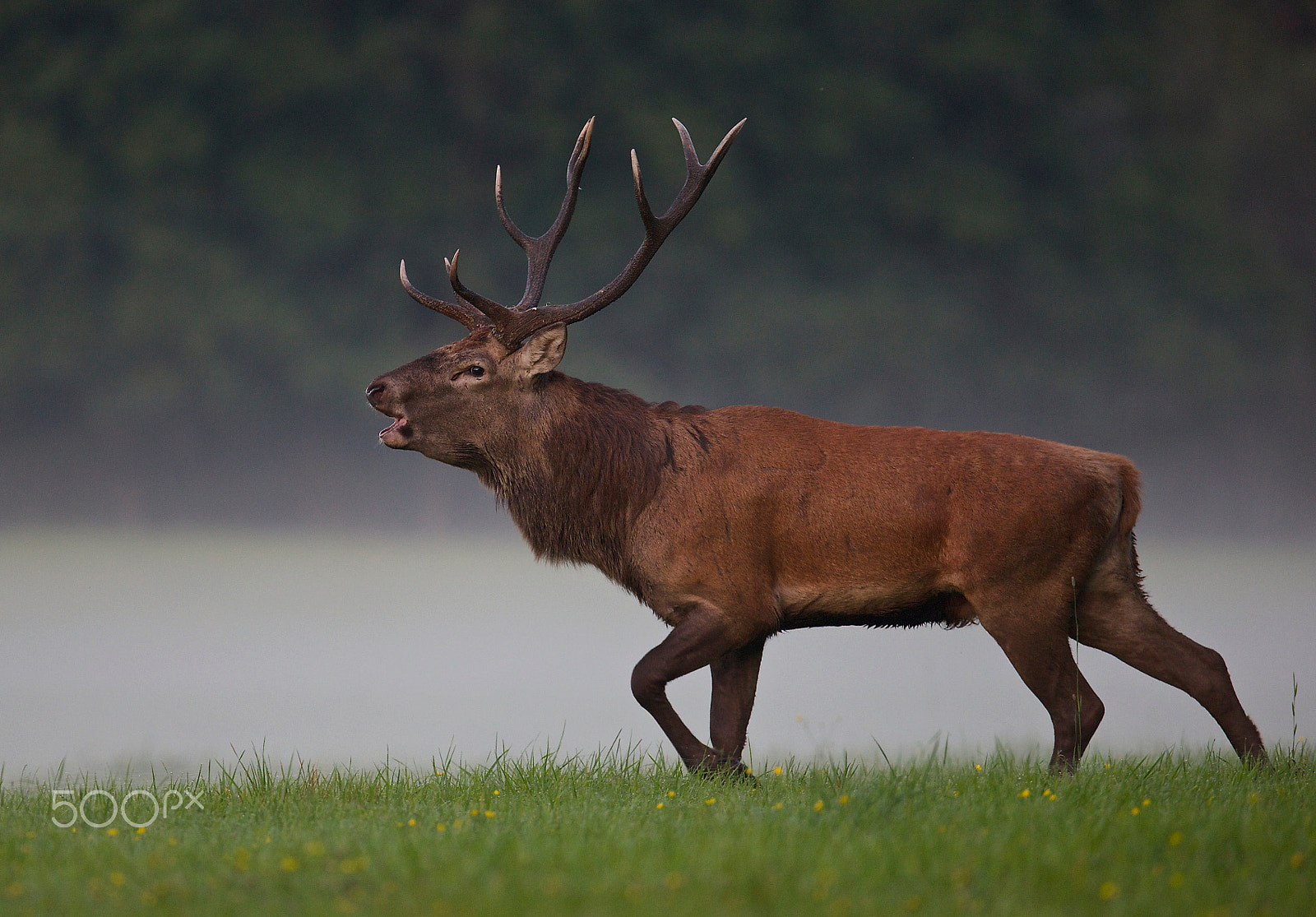 Canon EOS-1D X + Canon EF 400mm F2.8L IS USM sample photo. Red deer in fog photography