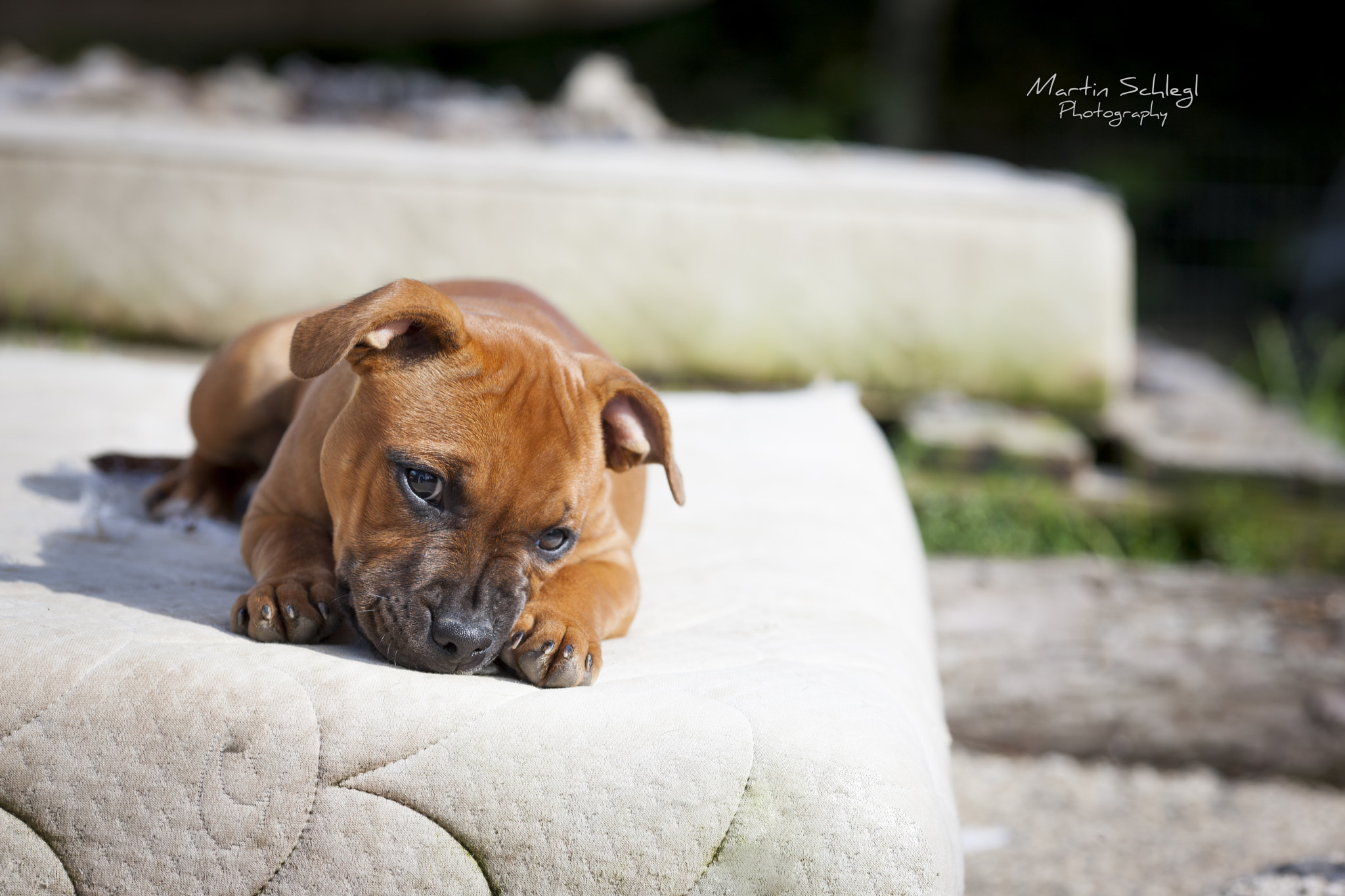Canon EOS-1Ds Mark III sample photo. Zwergi3 <3 photography