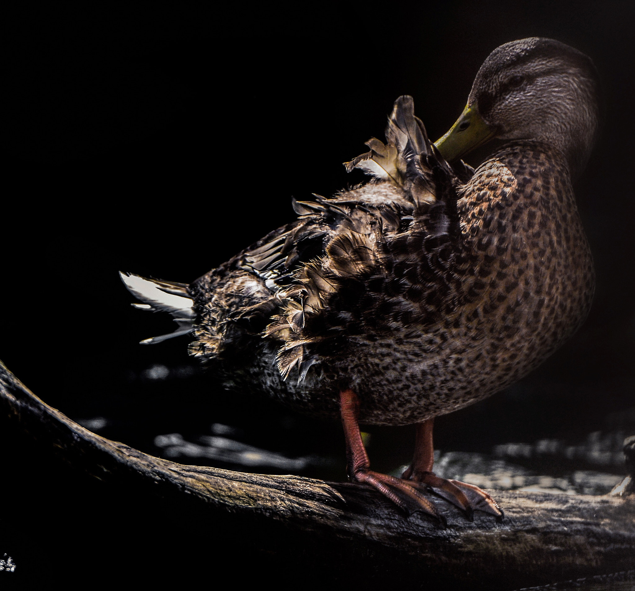 Nikon D5200 + Nikon AF-S Nikkor 70-200mm F2.8G ED VR II sample photo. A duck is drying out after a shower in the lake photography