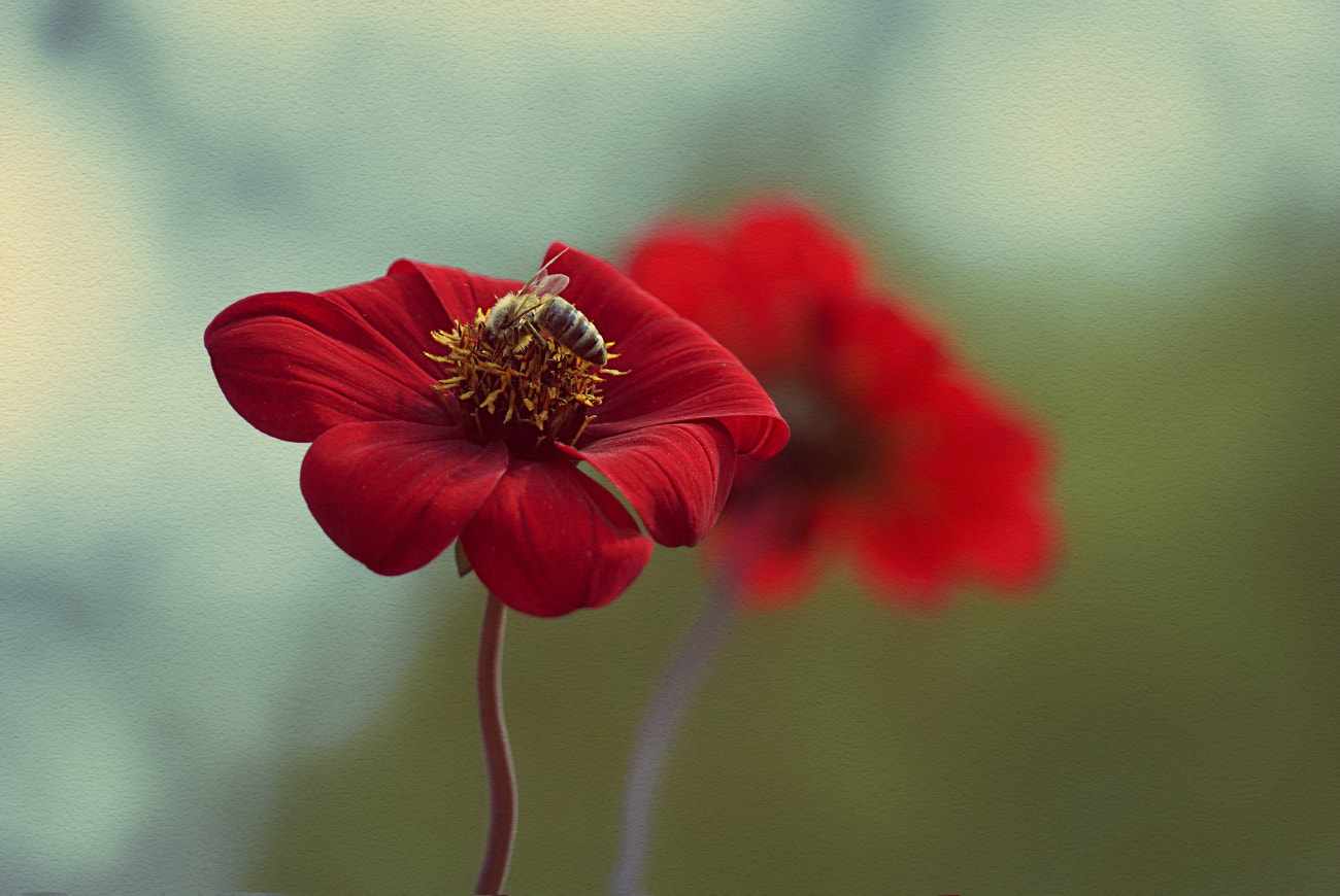 Sony a7 + Sony FE 24-240mm F3.5-6.3 OSS sample photo. Beginning of autumn photography