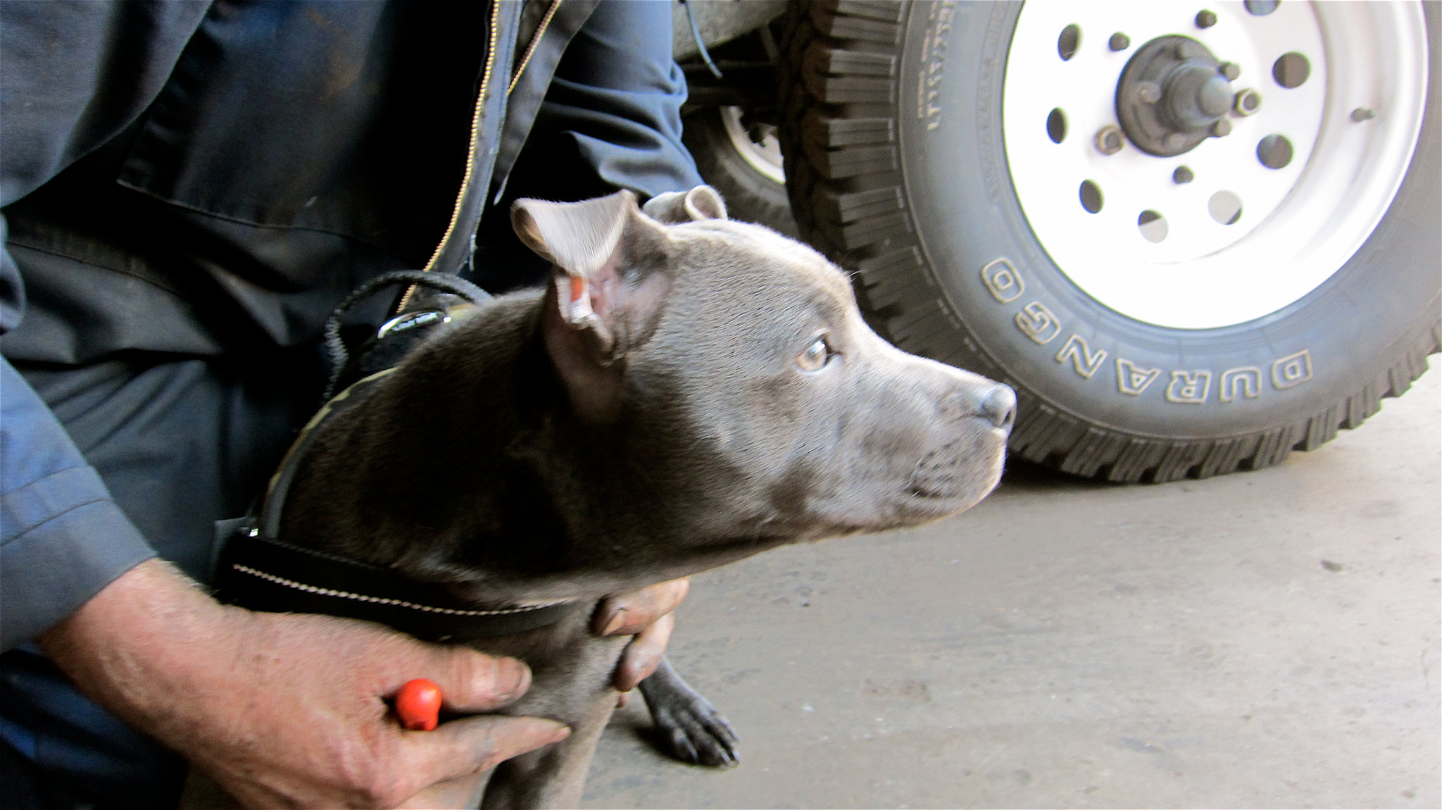 Canon PowerShot SD4000 IS (IXUS 300 HS / IXY 30S) sample photo. Billy who looks after my car has a new puppy dog,  ... photography