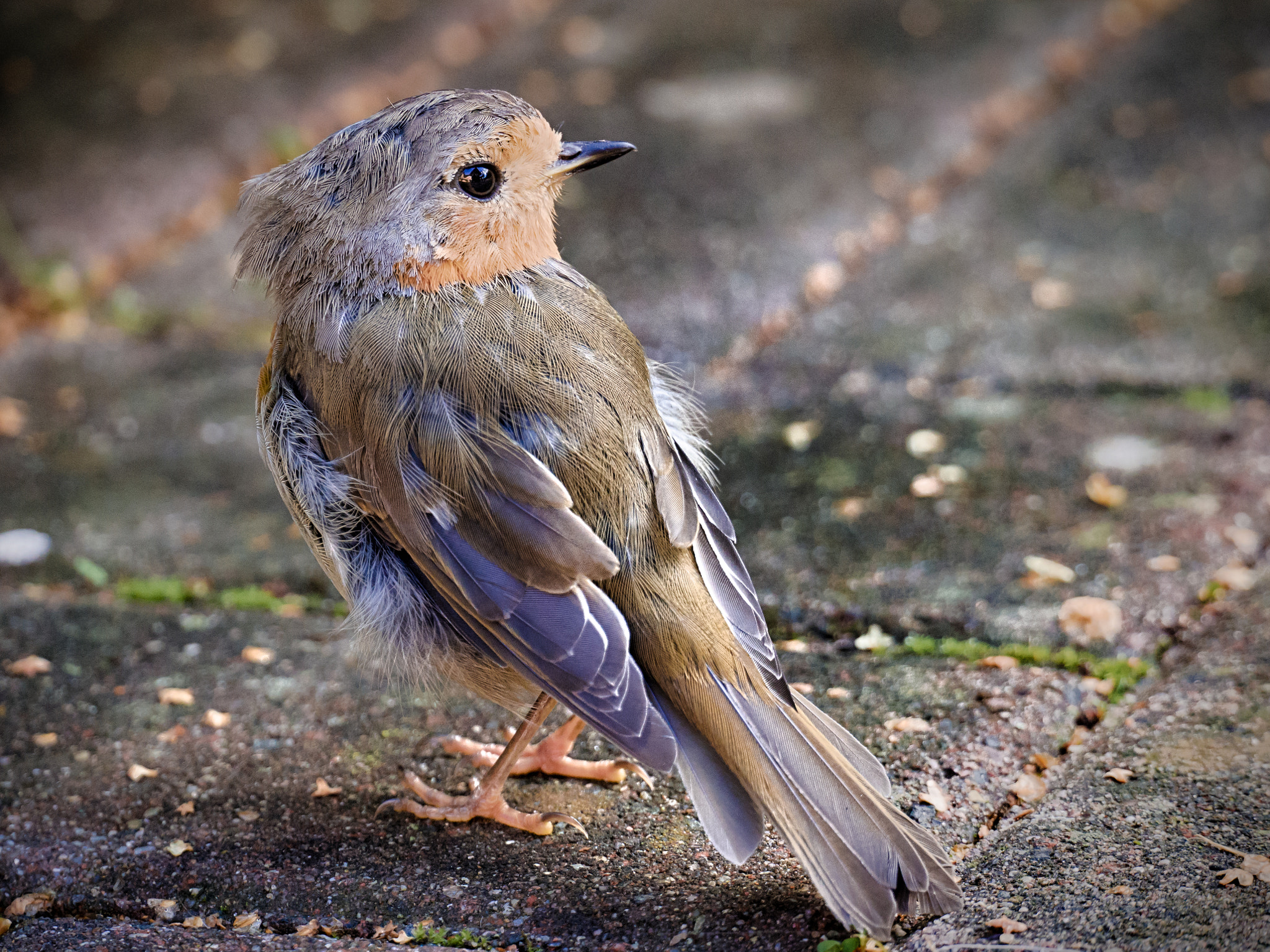 LUMIX G VARIO 45-150/F4.0-5.6 sample photo. Little bird [erithacus rubecula] photography
