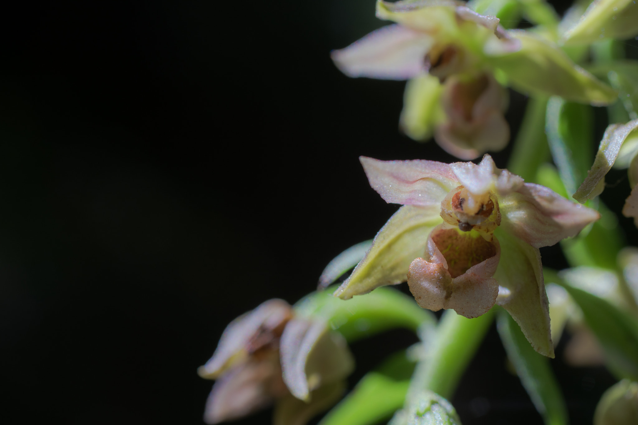 Sony a7 II + Sigma 50mm f/2.8 EX sample photo. Epipactis tremolsii photography