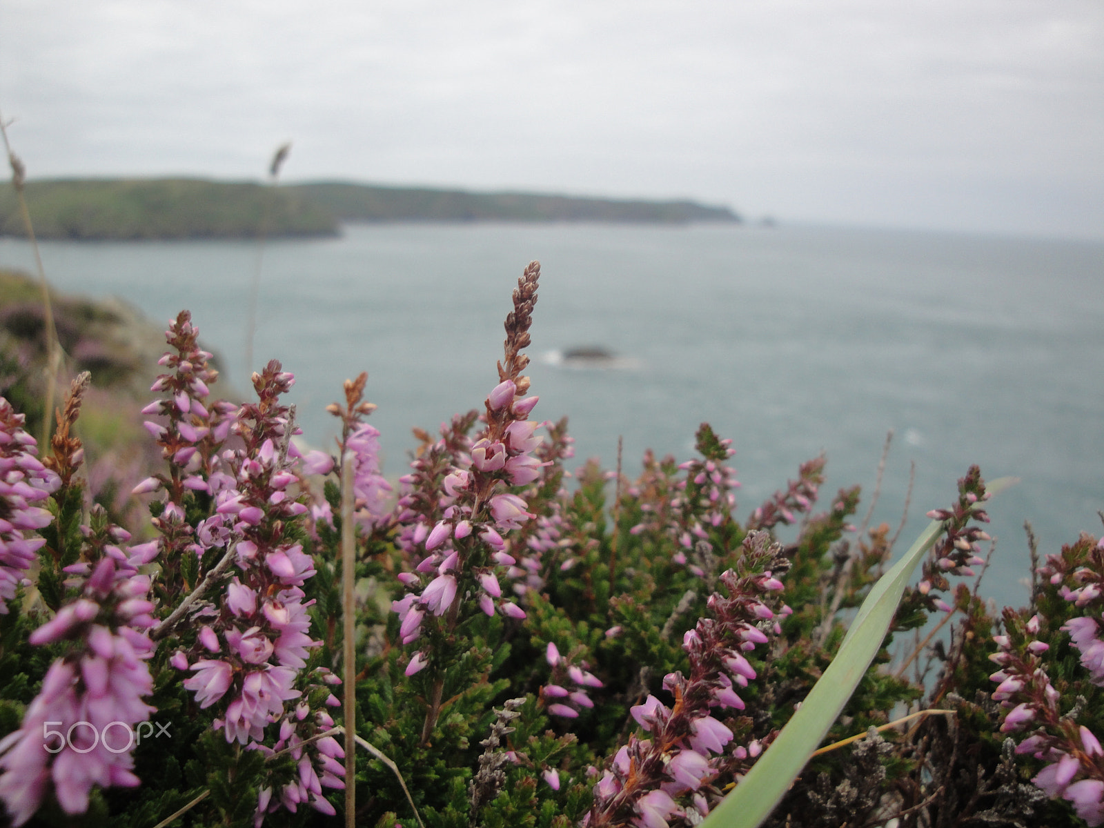 Sony DSC-W270 sample photo. Looking to skomer photography