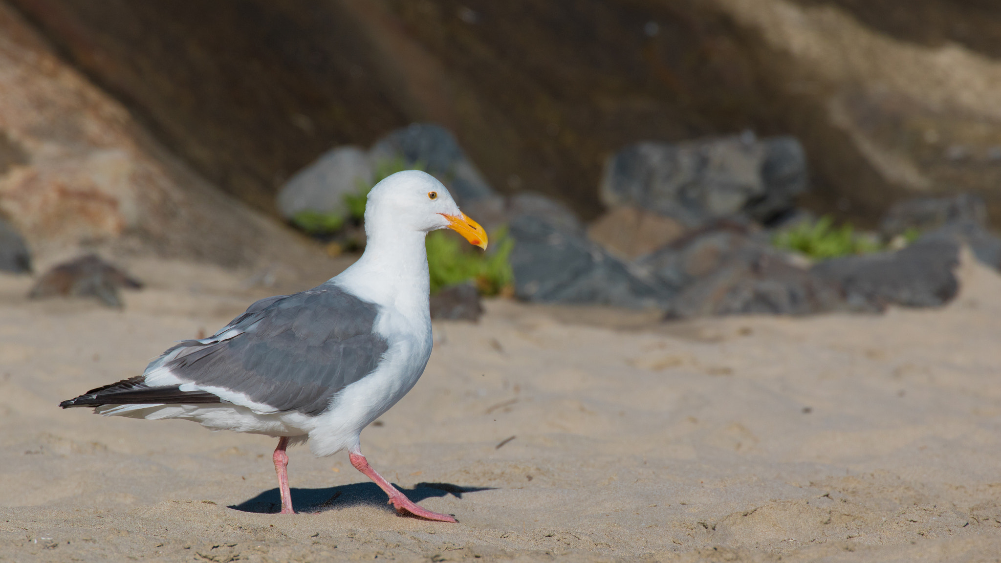 Canon EF 70-300mm F4-5.6L IS USM sample photo. Seagull photography