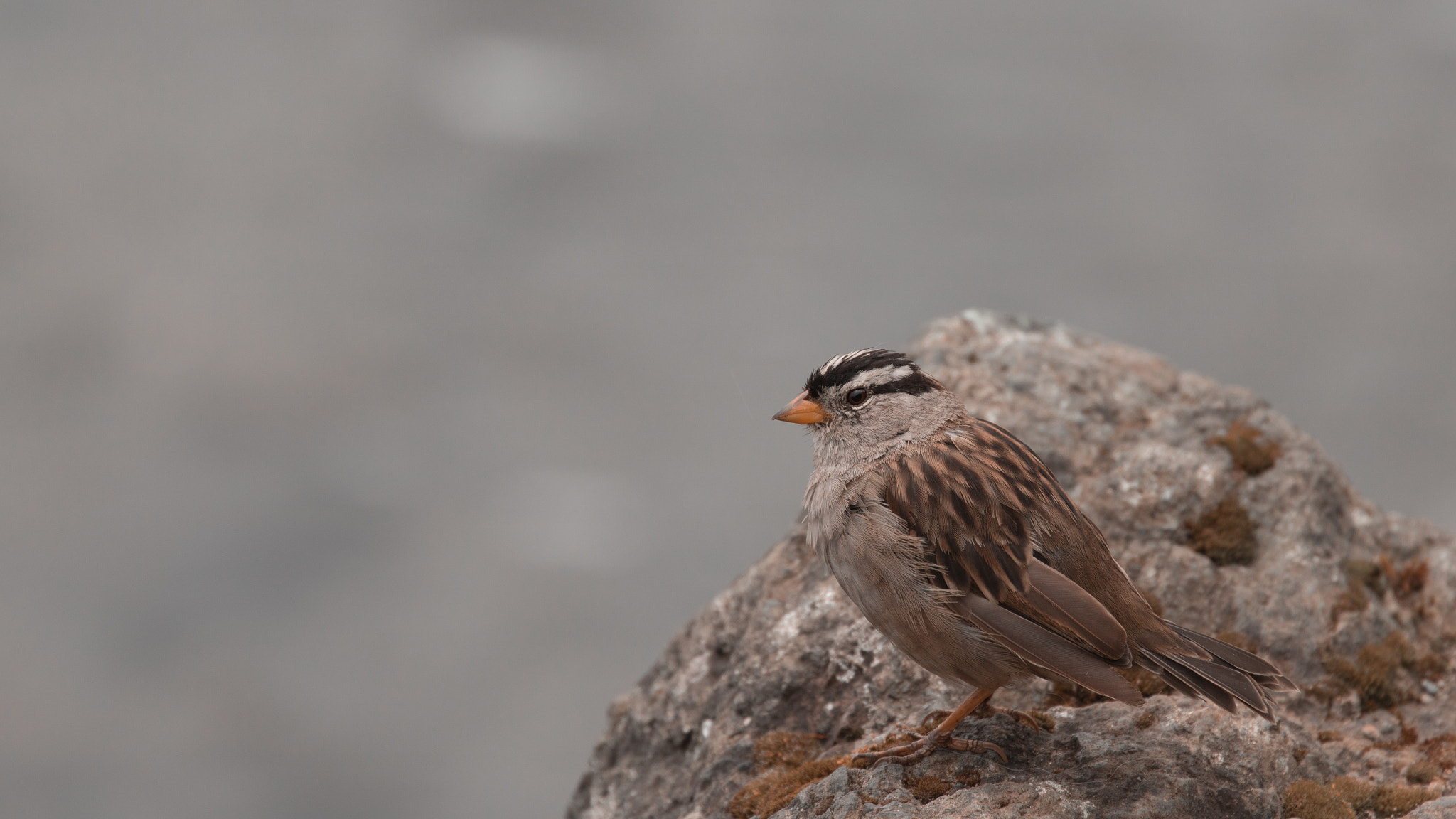 Canon EF 70-300mm F4-5.6L IS USM sample photo. Tiny bird 2 photography