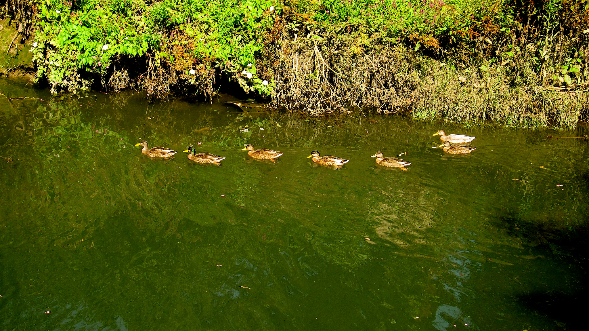 Canon PowerShot SD4000 IS (IXUS 300 HS / IXY 30S) sample photo. The little river had a family of ducks swimming do ... photography