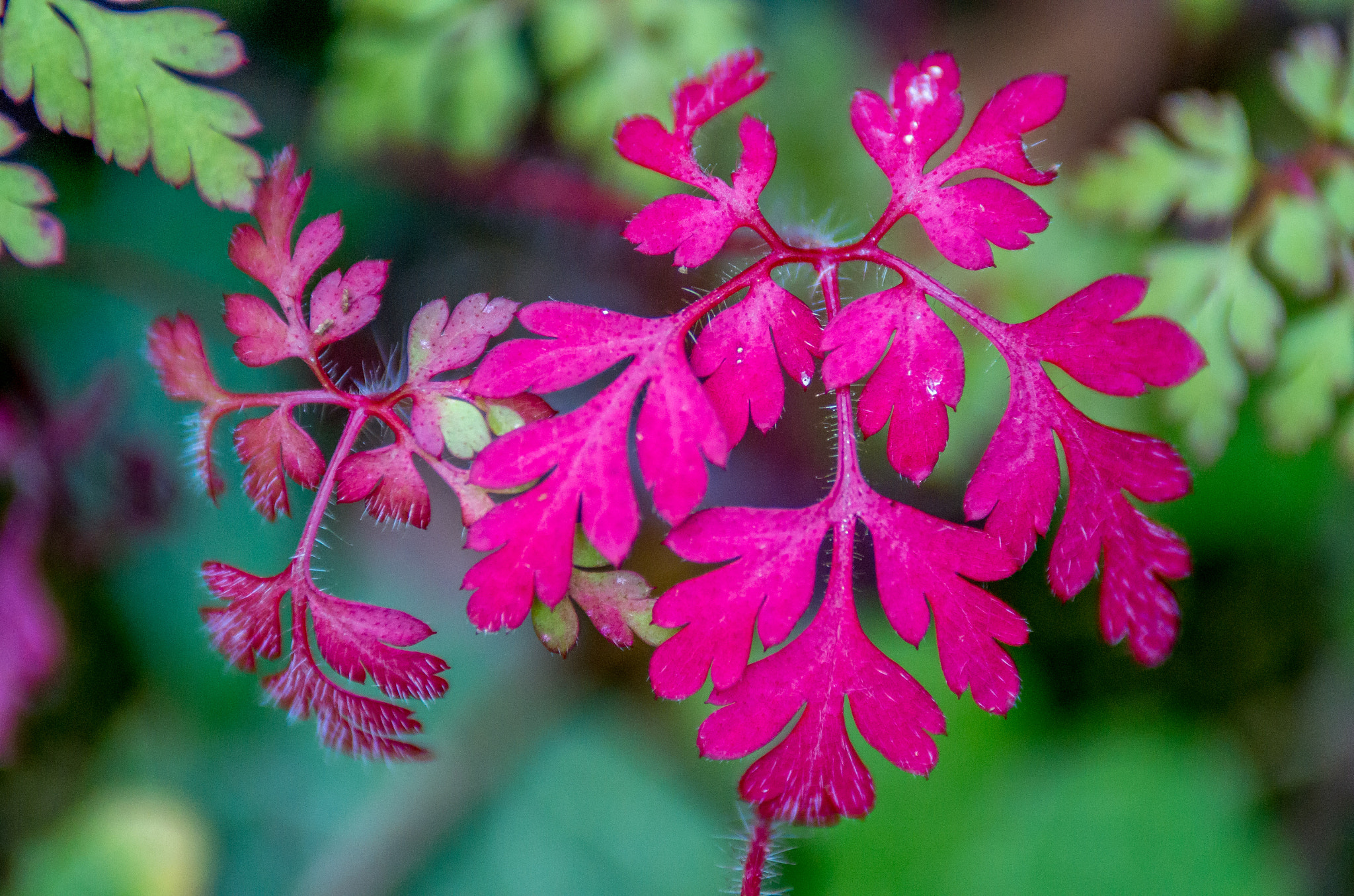 Pentax K-5 II sample photo. Magenta leaves photography