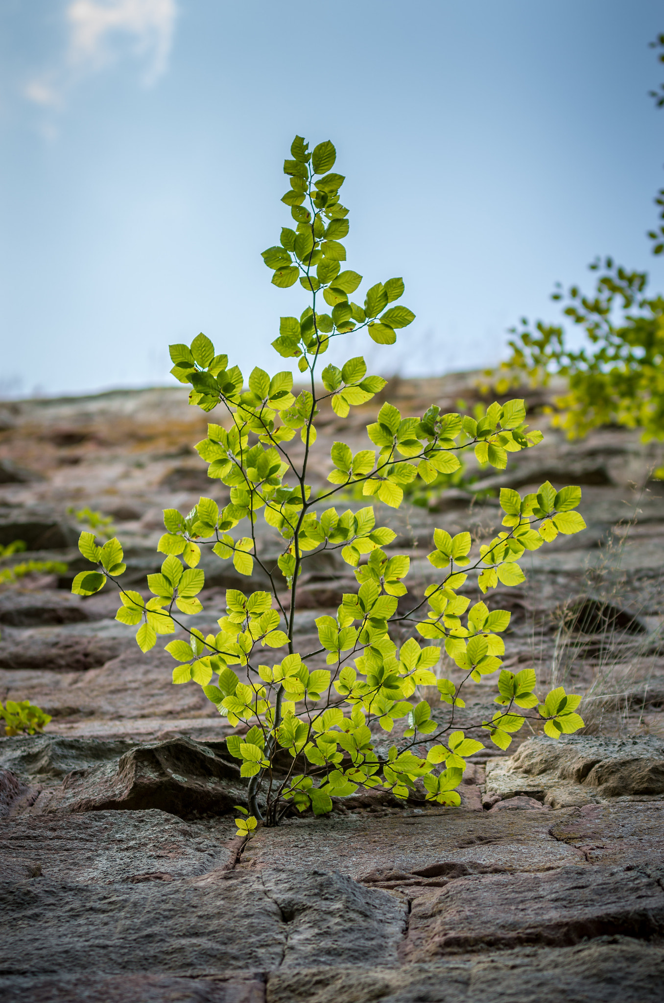 Pentax K-5 II sample photo. Branching out photography