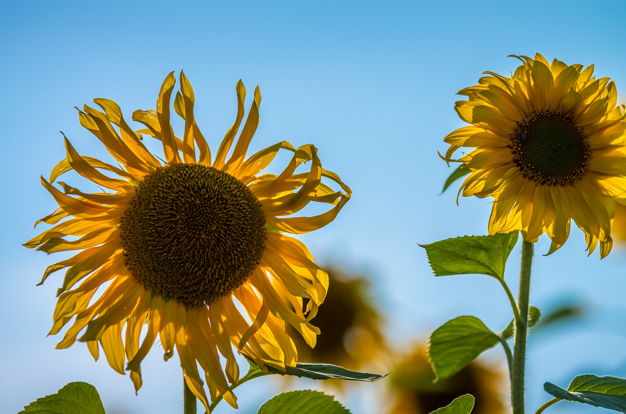 Pentax K-5 II sample photo. Sun flower photography