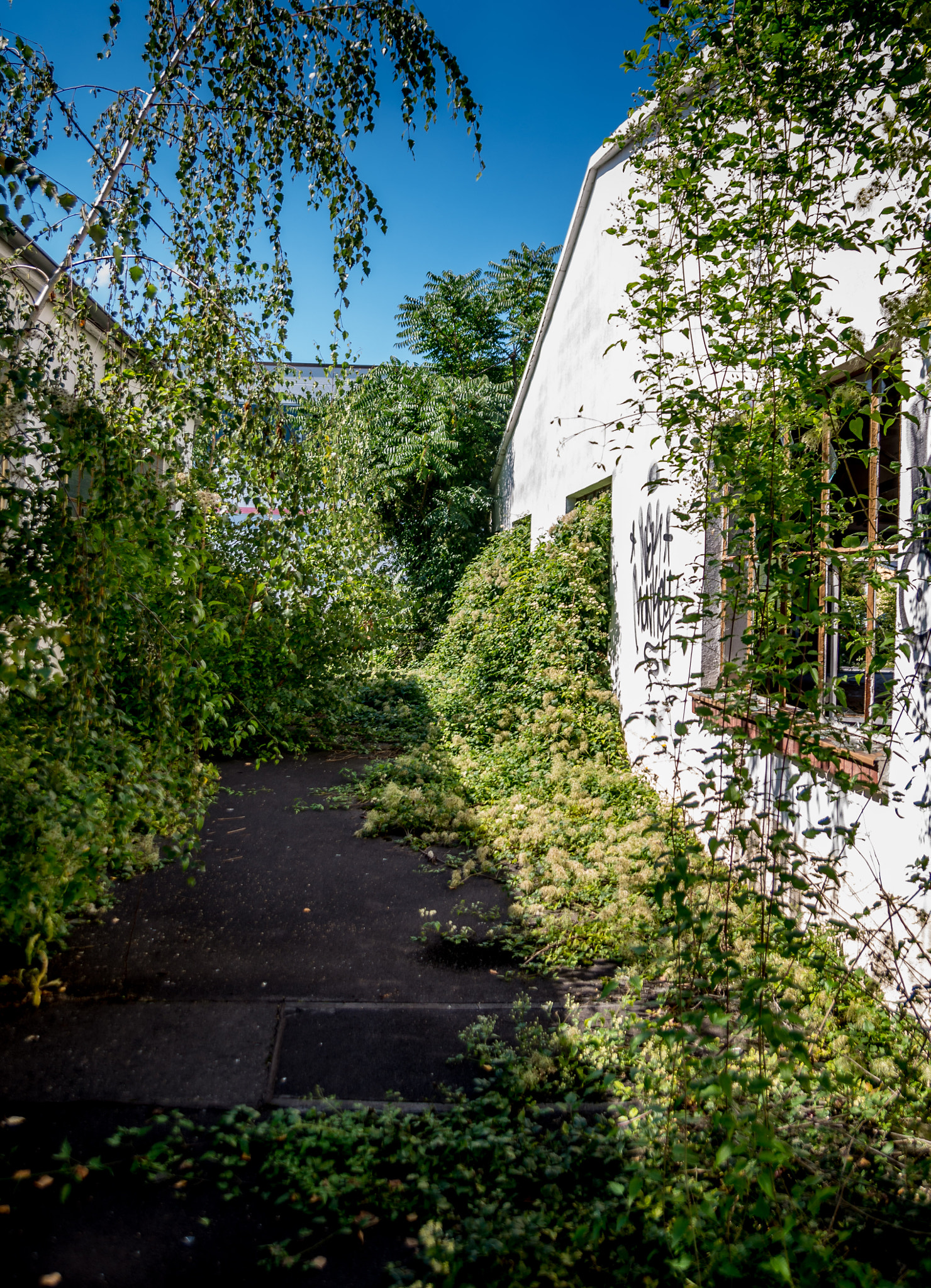 Pentax K-5 II sample photo. Reclaimed by nature photography