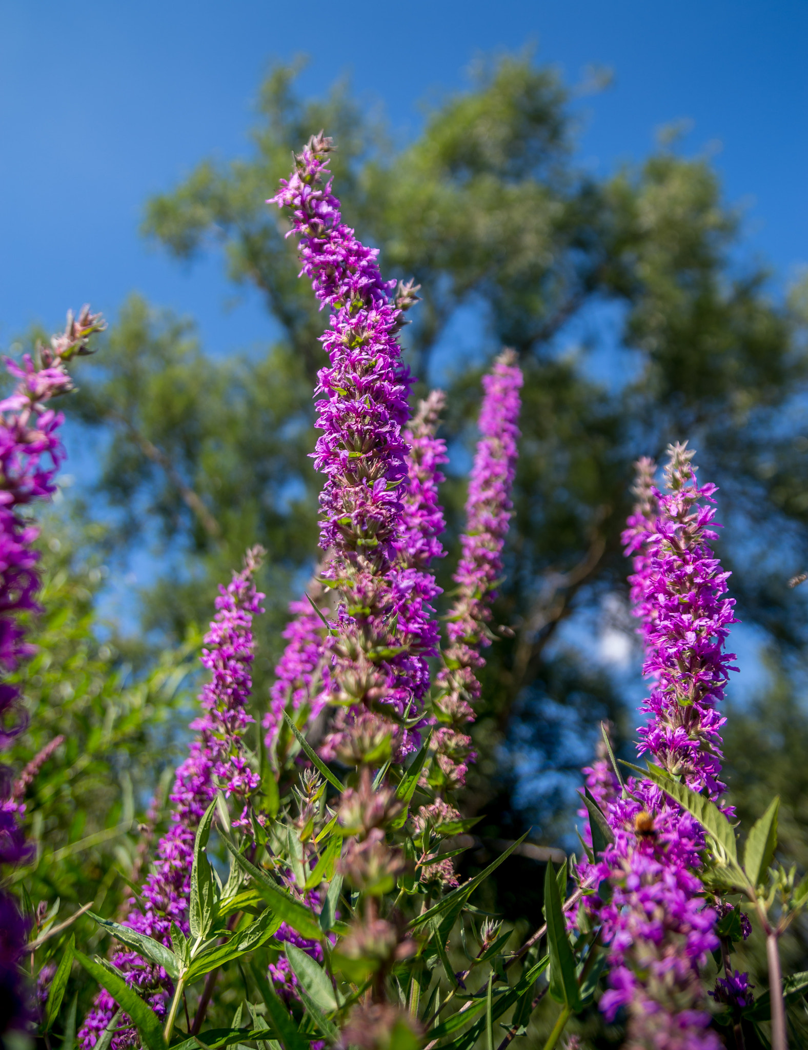 Pentax K-5 II sample photo. Purple peduncle photography