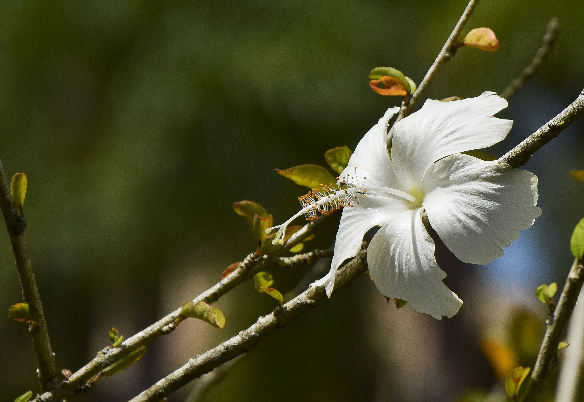 Sigma 120-400mm F4.5-5.6 DG OS HSM sample photo. Branco da paz  photography