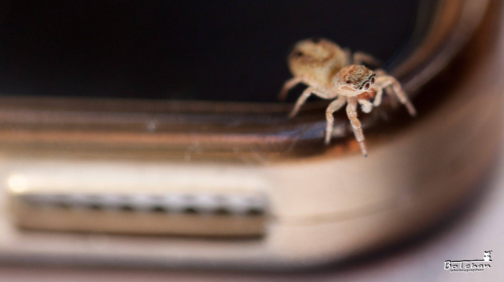 Canon EOS 50D + Canon EF 100mm F2.8L Macro IS USM sample photo. Naturally technology photography