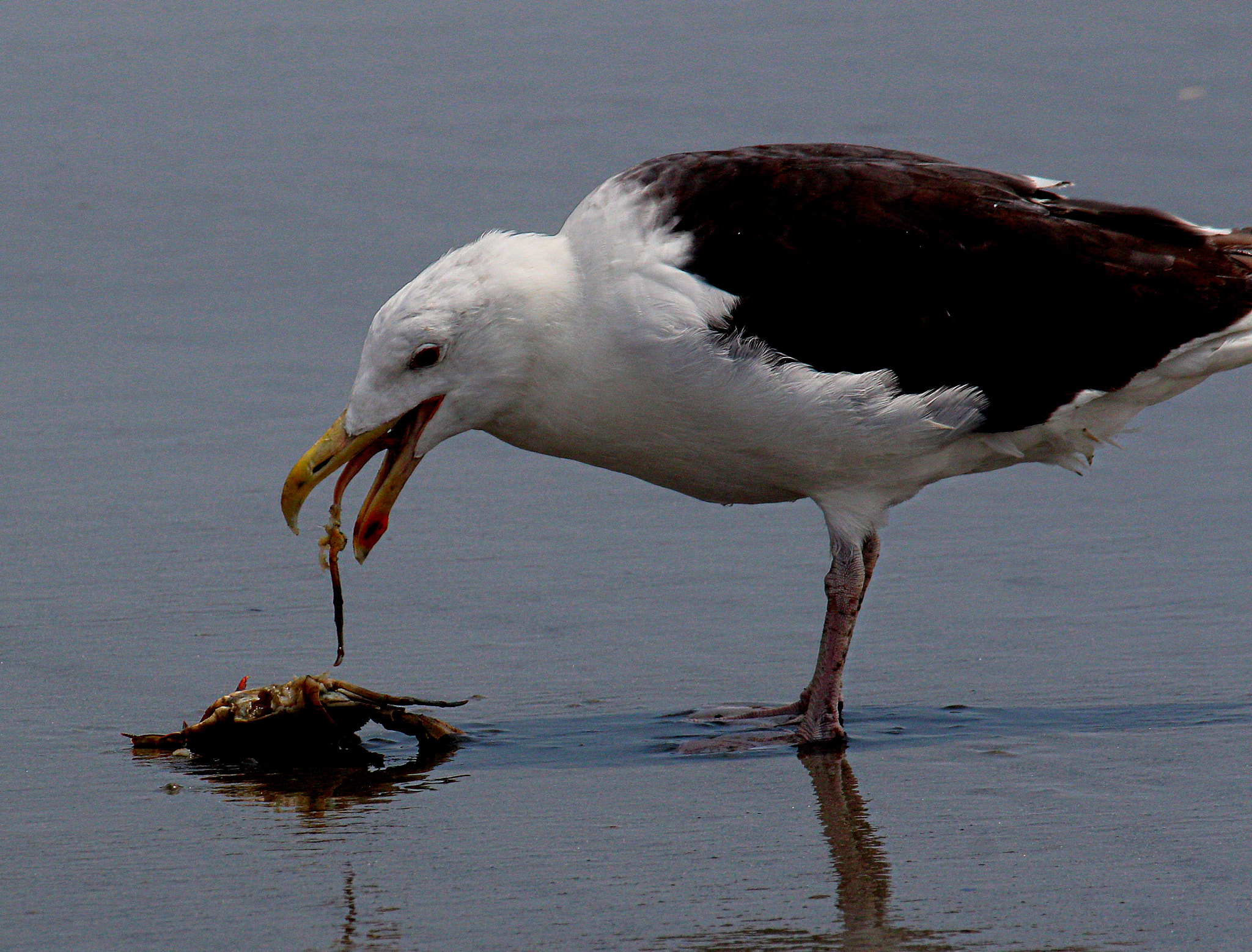 Canon EF 70-300mm F4-5.6L IS USM sample photo. Bon appetite photography