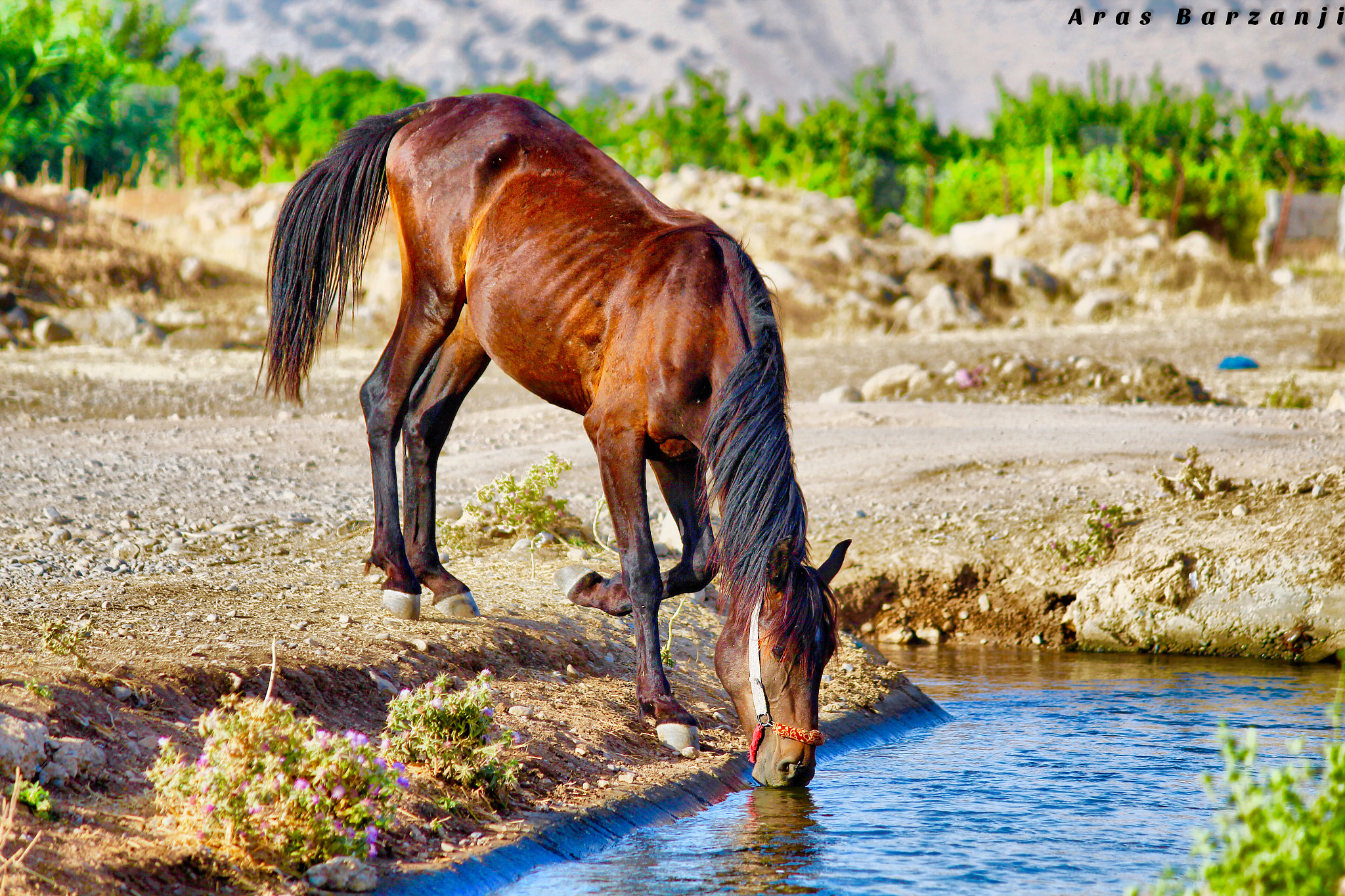 Canon EF-S 55-250mm F4-5.6 IS II sample photo. Kurdistan nature-sarwchawa photography