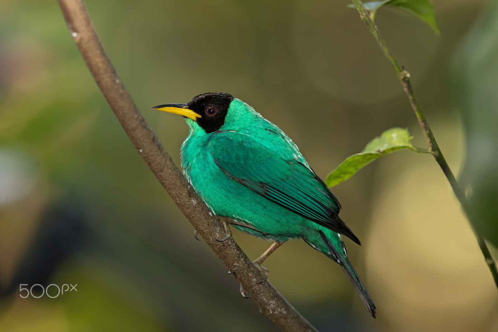 Canon EOS 7D Mark II + Canon EF 300mm F2.8L IS II USM sample photo. Green honeycreeper - costa rica photography