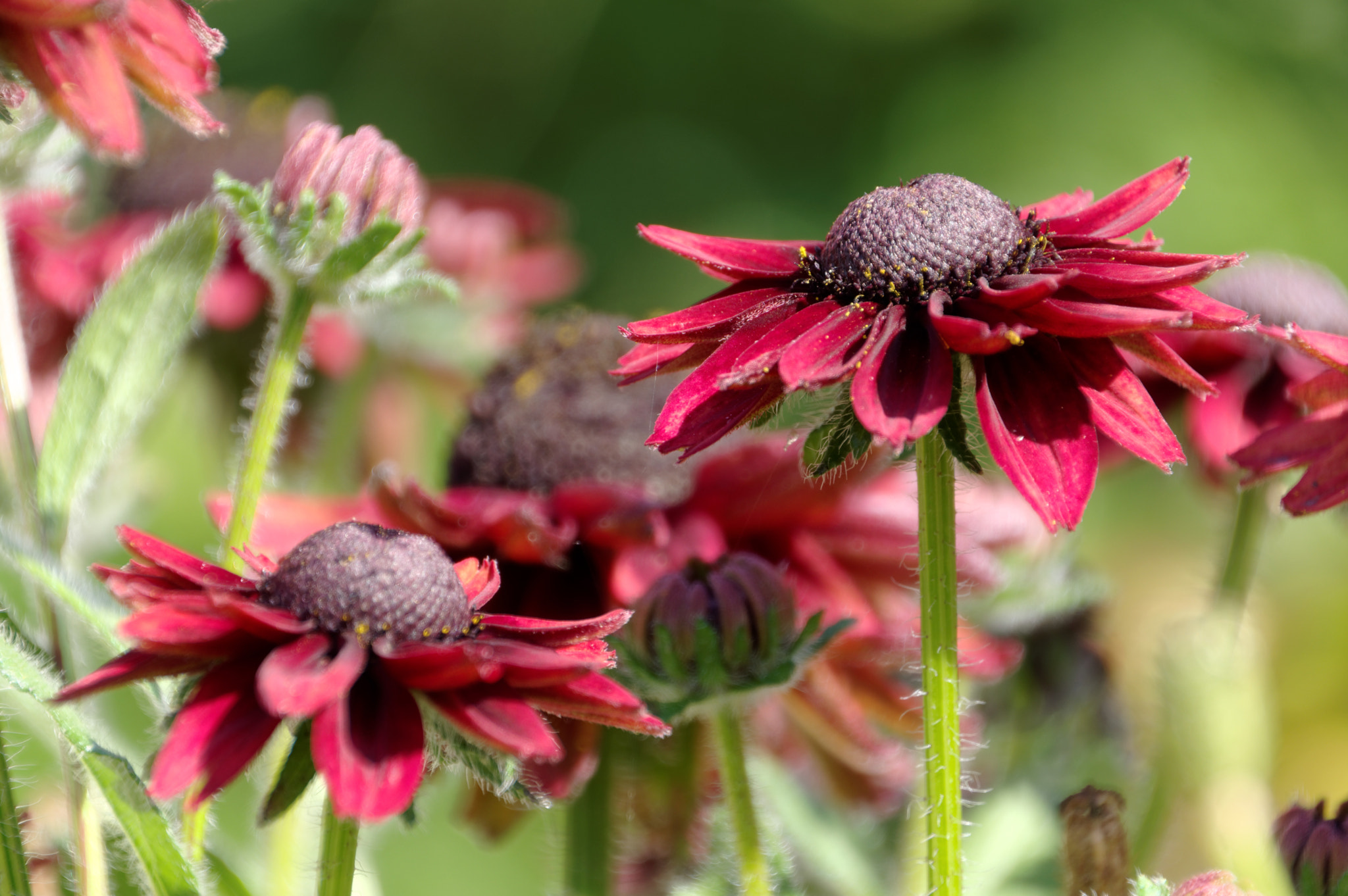 Pentax smc DA 18-270mm F3.5-6.3 ED SDM sample photo. Rudbeckia photography