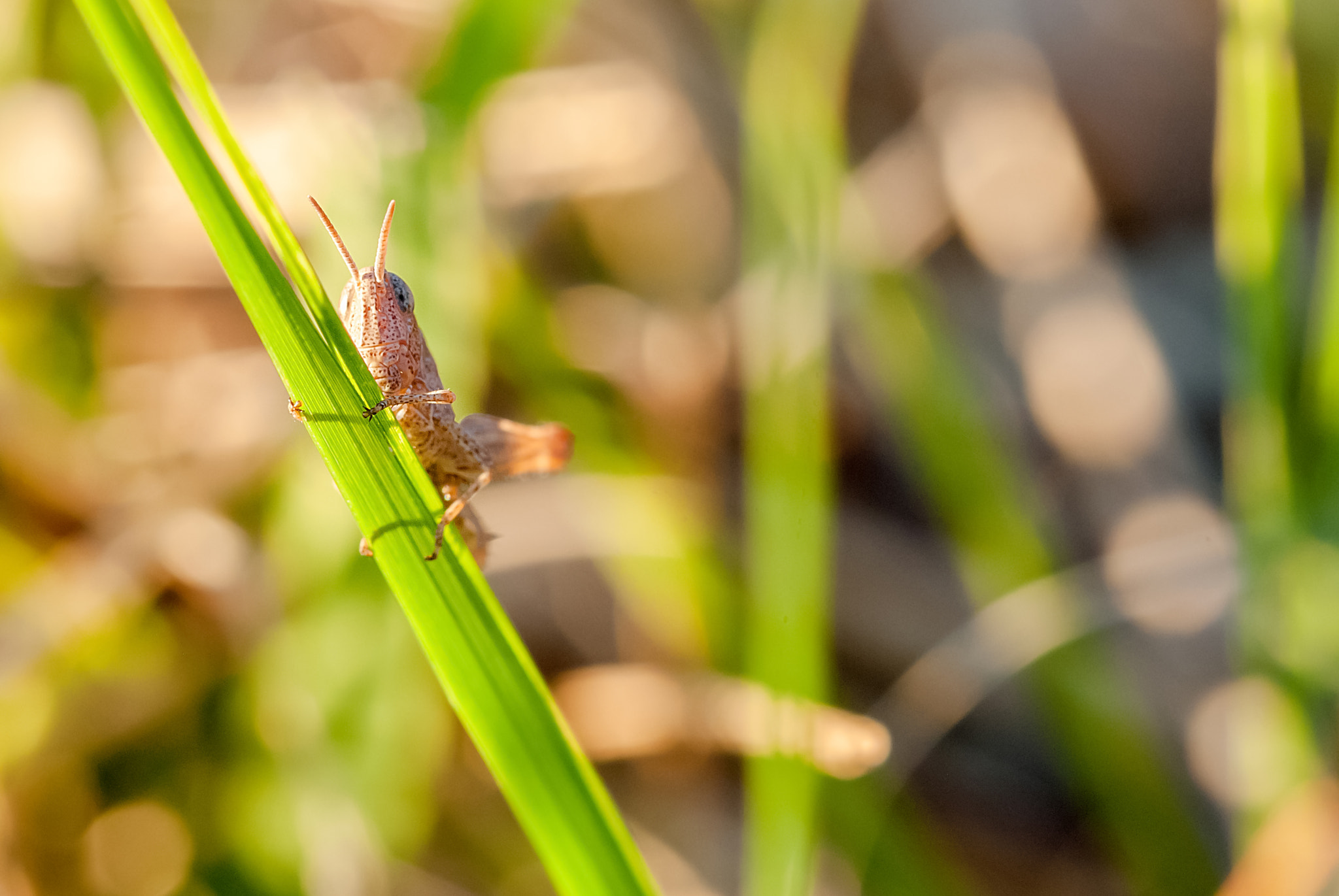 Nikon D80 + Sigma 150mm F2.8 EX DG Macro HSM sample photo. Enclose photography