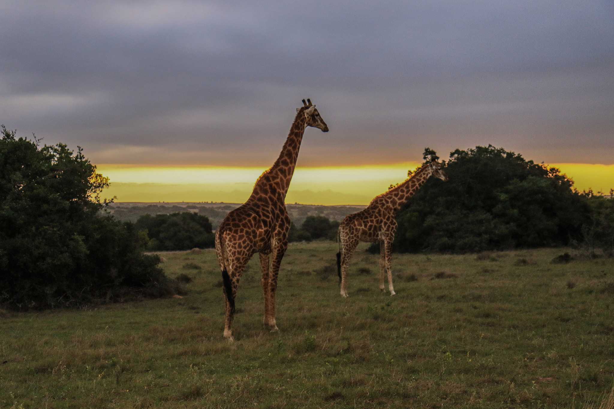 Canon EOS 7D Mark II + Canon EF-S 17-55mm F2.8 IS USM sample photo. Giraffes at low light photography