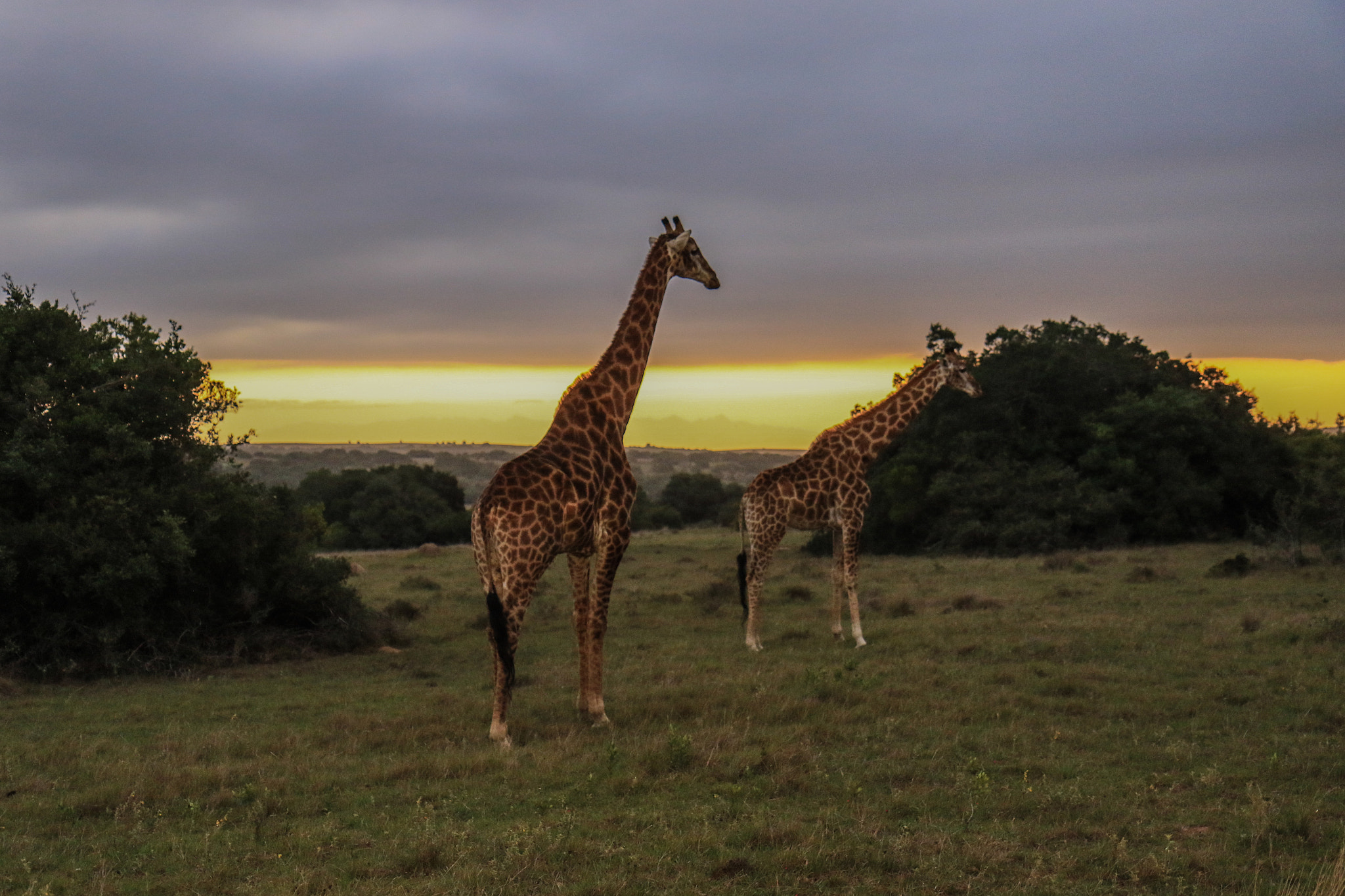 Canon EF-S 17-55mm F2.8 IS USM sample photo. Giraffes at low light photography