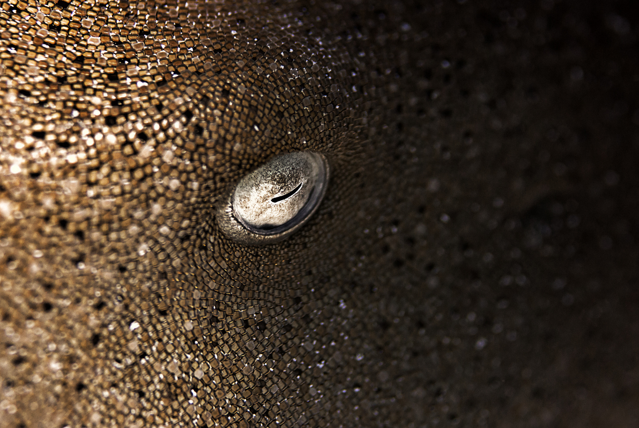 Nikon D200 sample photo. Shark eye photography