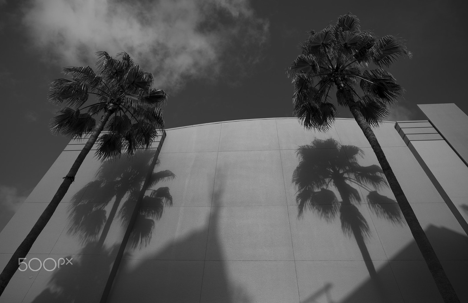 Nikon Df + Nikon AF-S Nikkor 20mm F1.8G ED sample photo. Great palms hollywood studios photography