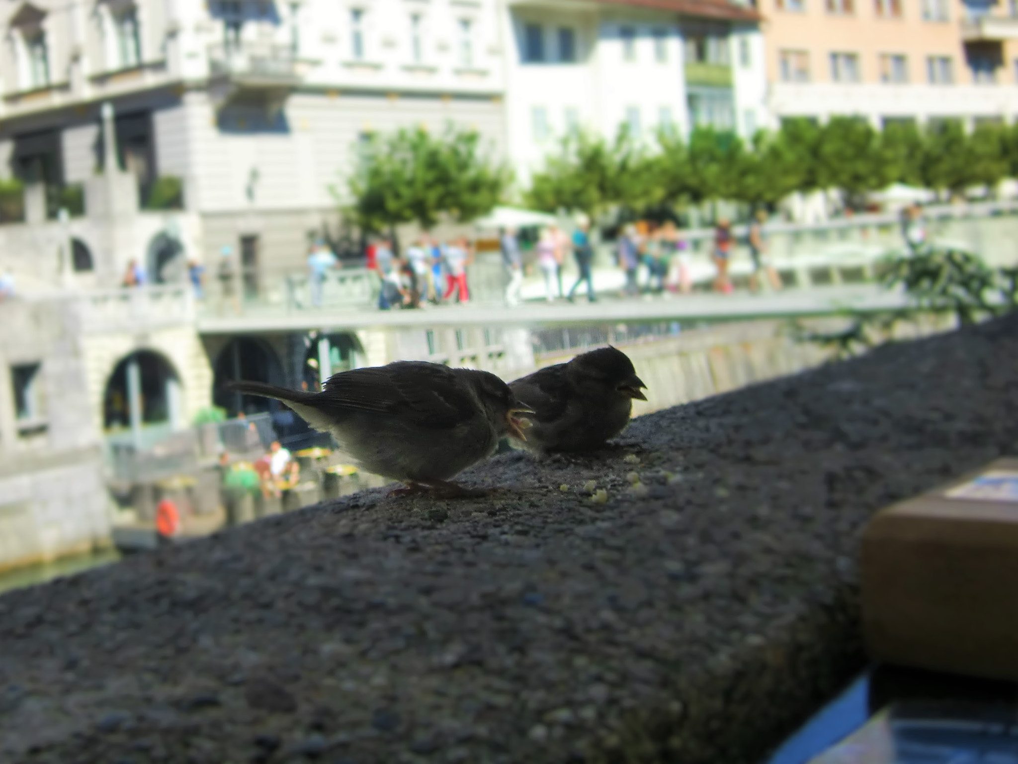 CASIO EX-Z2000 sample photo. Birds photography