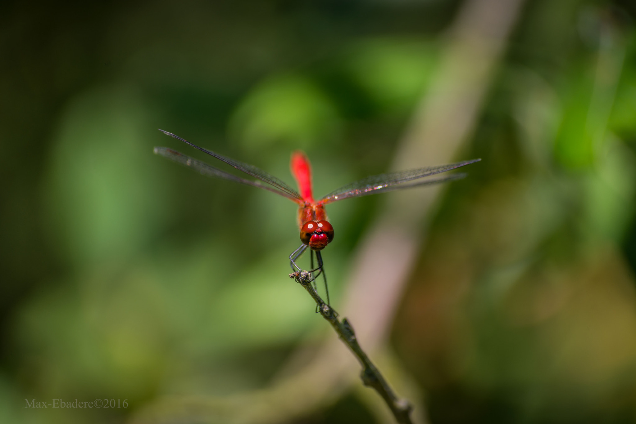 Sigma 70-300mm F4-5.6 APO DG Macro sample photo. Red dragon photography
