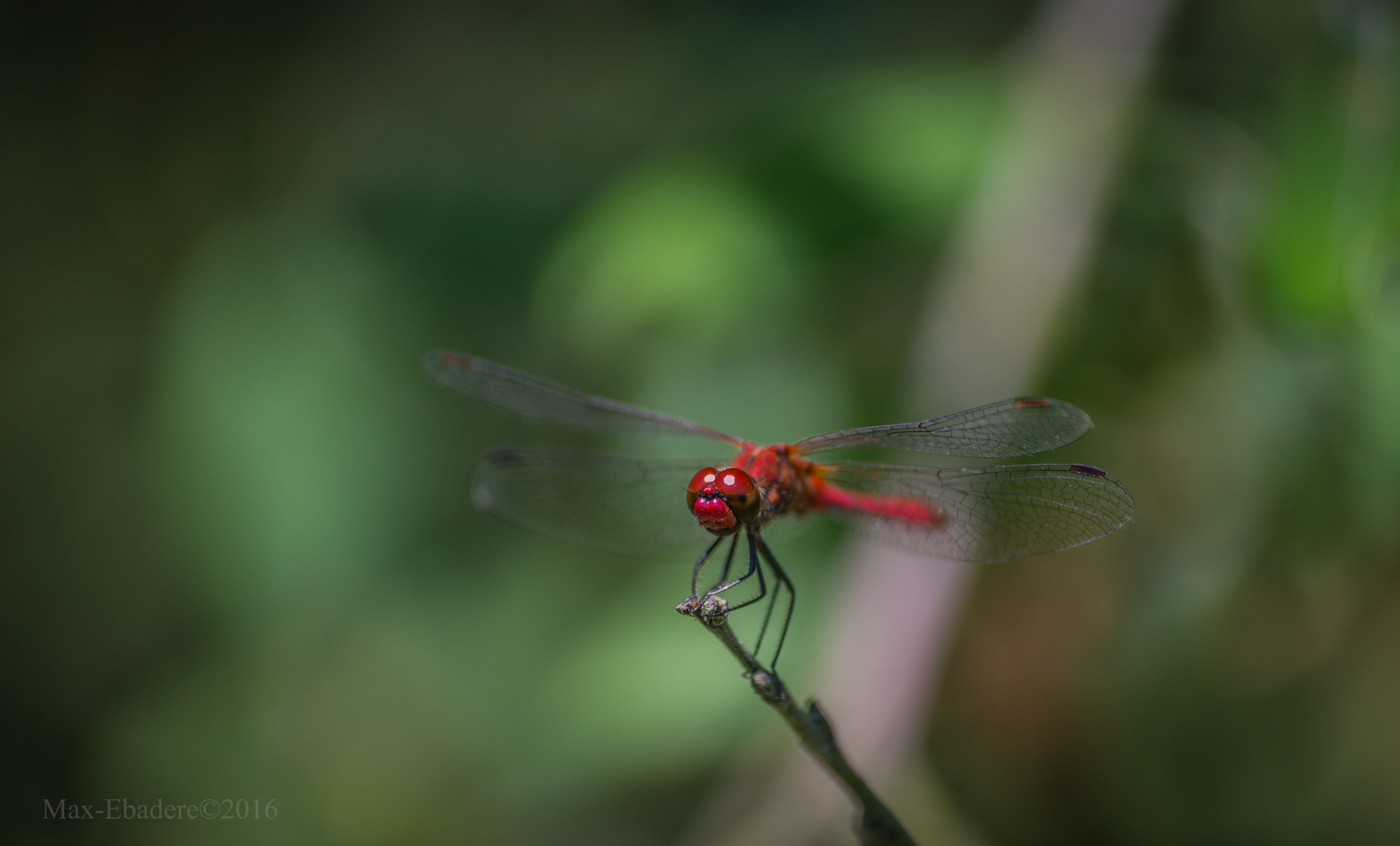 Sigma 70-300mm F4-5.6 APO DG Macro sample photo. Red dragon photography