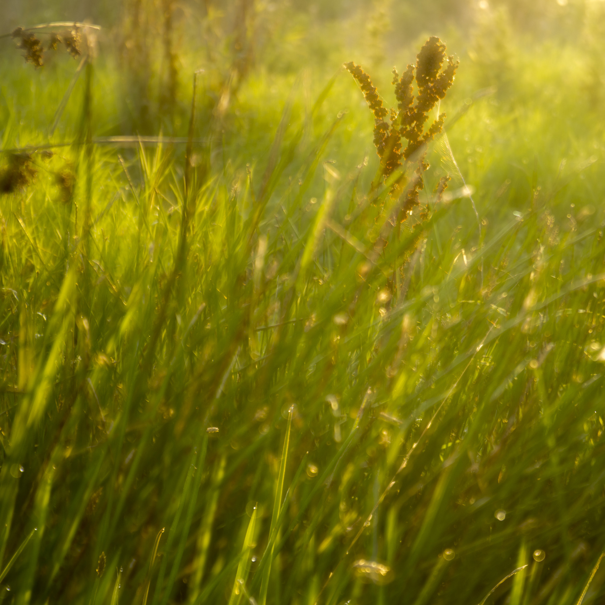 Pentax K-5 sample photo. Grass and sorrel photography