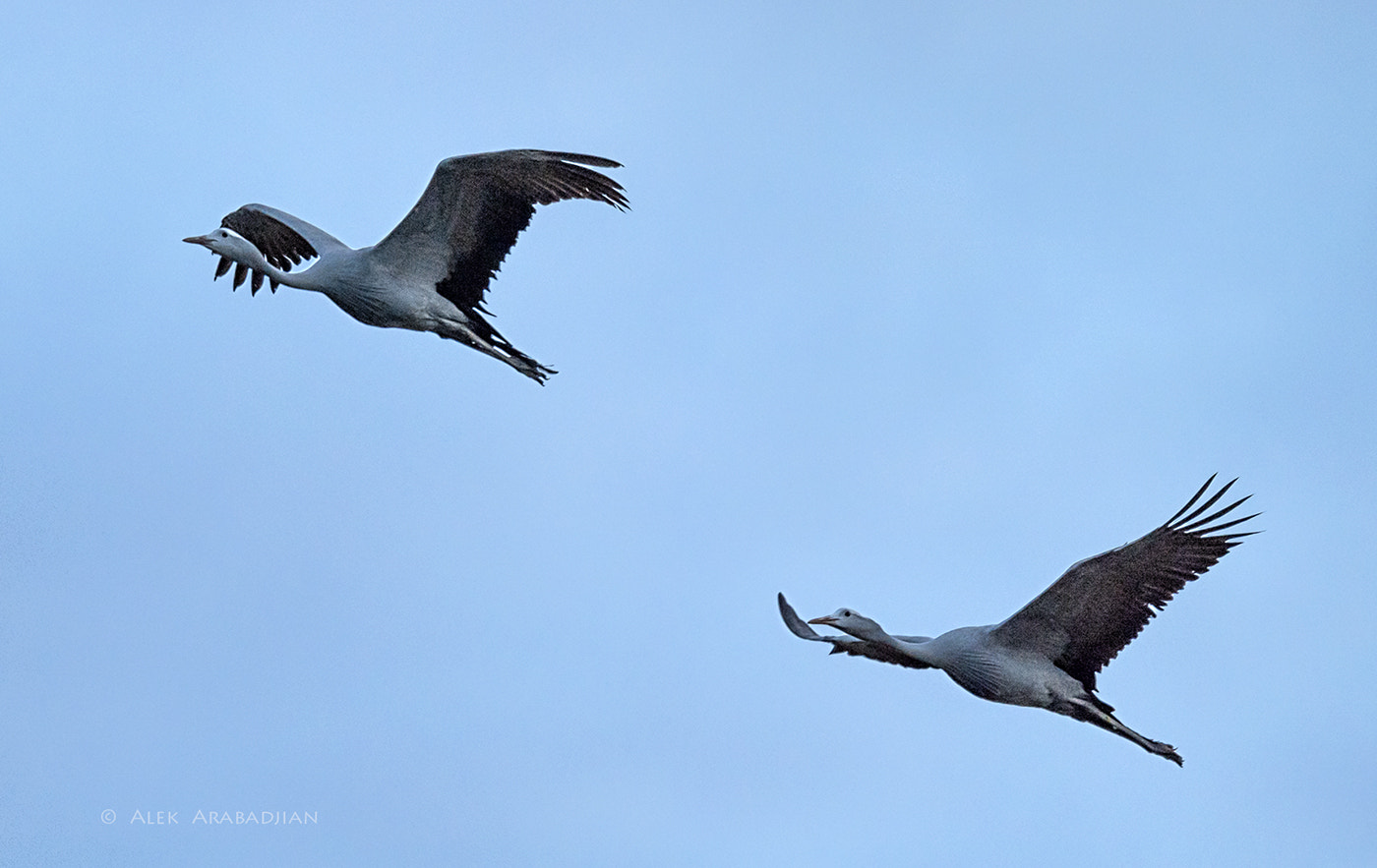 Nikon AF-S Nikkor 800mm F5.6E FL ED VR sample photo. Together photography