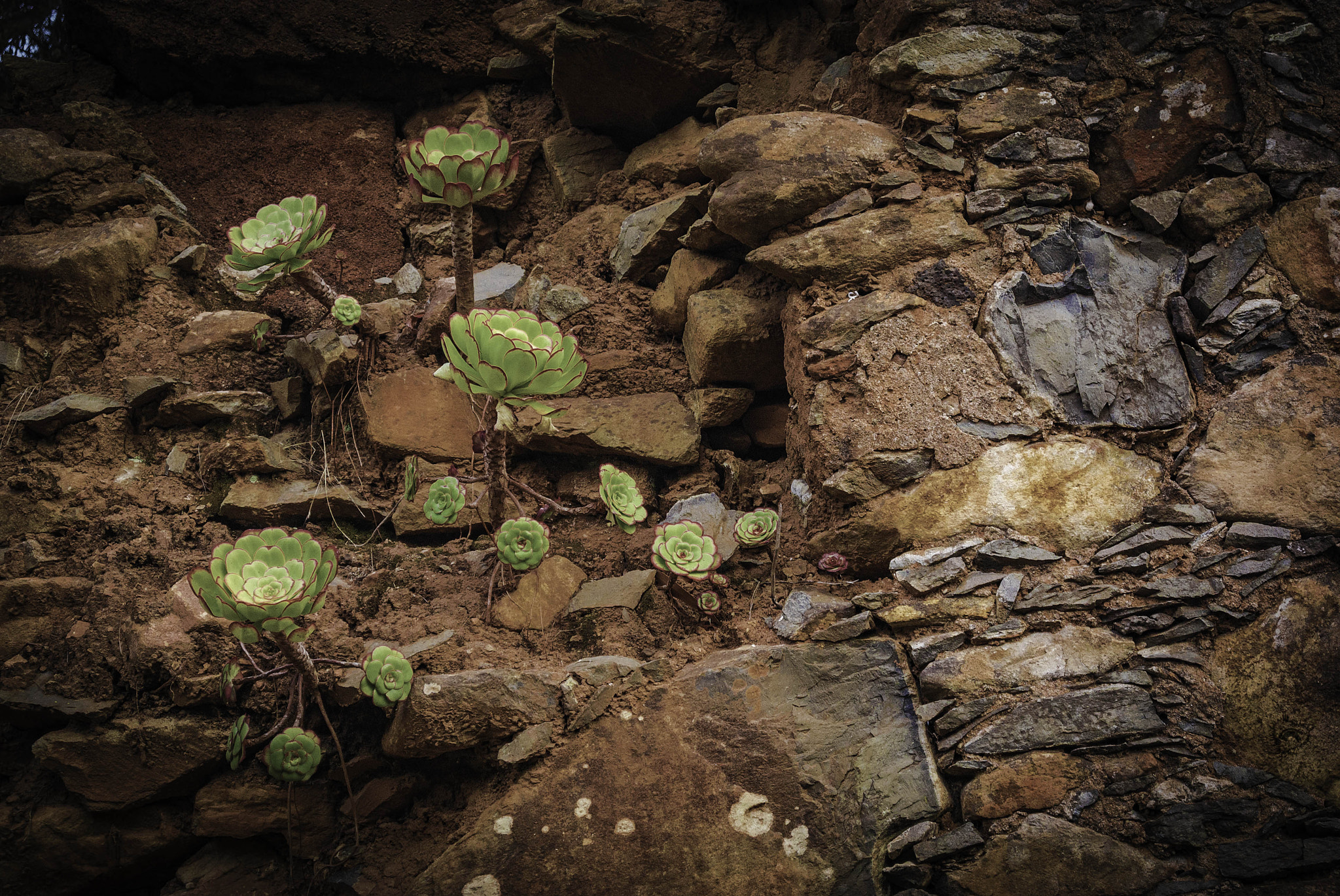 Nikon 1 S1 sample photo. Vida en las ruinas. verodes photography