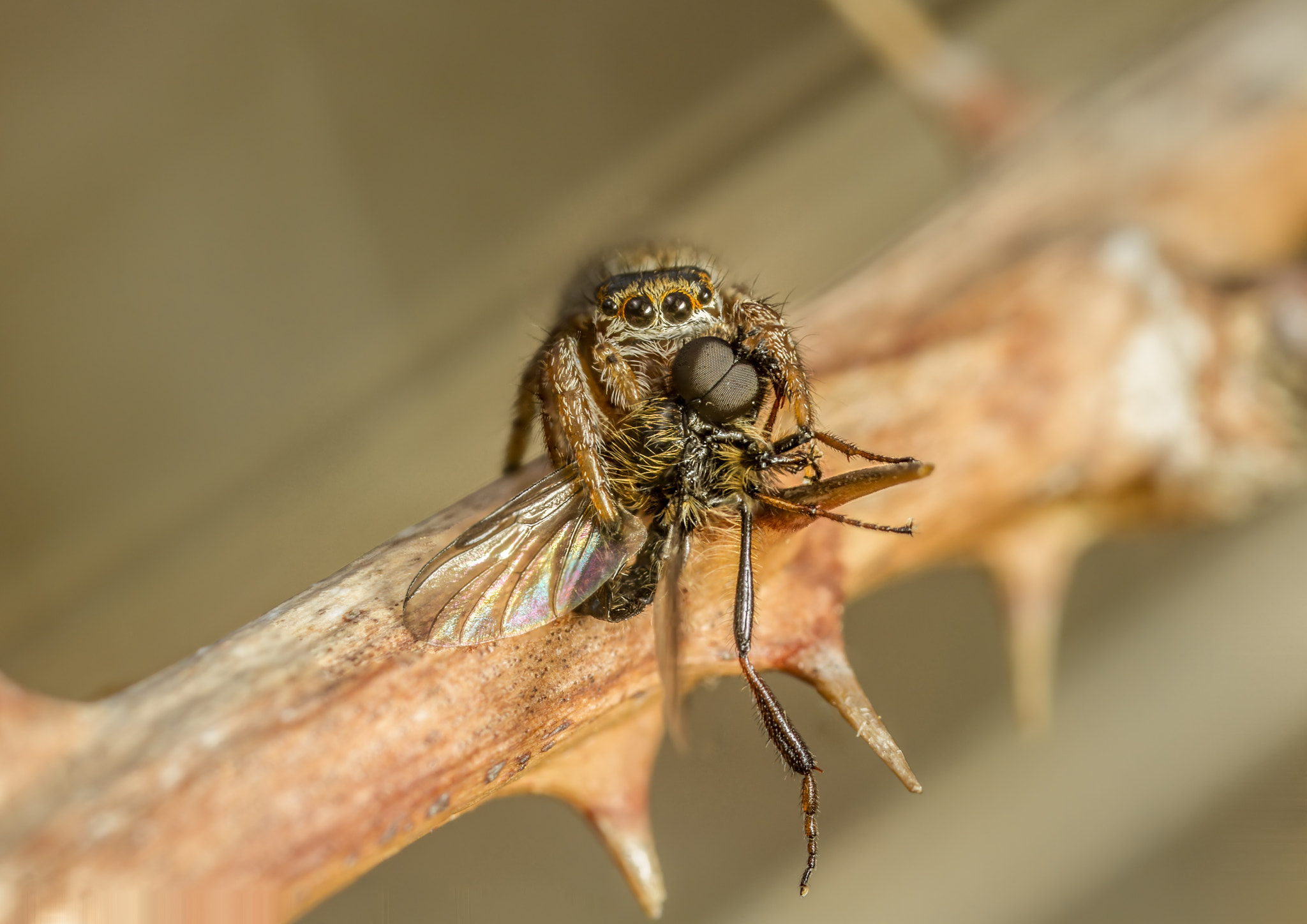 Canon MP-E 65mm F2.5 1-5x Macro Photo sample photo. Evarcha falcata - male photography