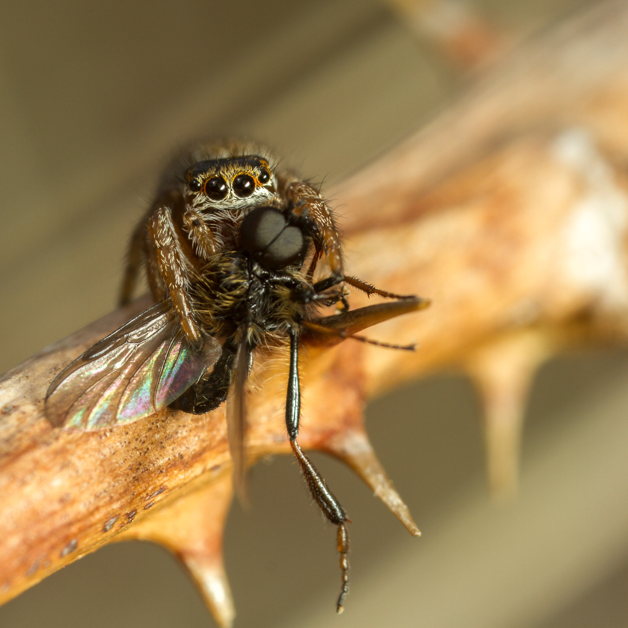 Canon MP-E 65mm F2.5 1-5x Macro Photo sample photo. Evarcha falcata - male photography