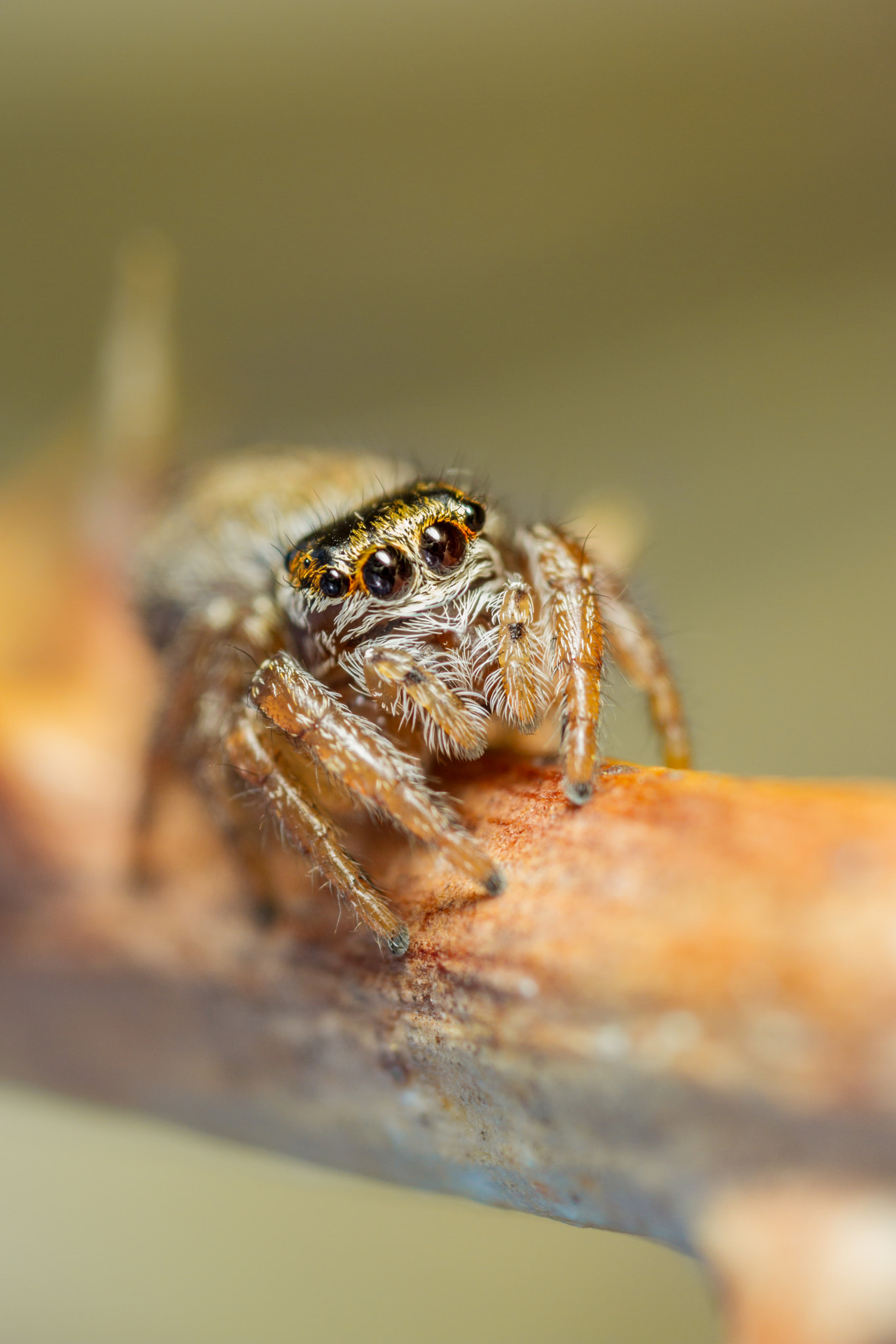 Canon MP-E 65mm F2.5 1-5x Macro Photo sample photo. Evarcha falcata - male photography
