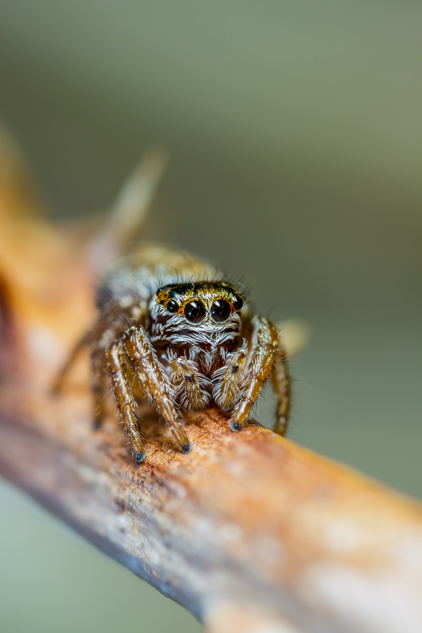 Canon MP-E 65mm F2.5 1-5x Macro Photo sample photo. Evarcha falcata - male photography
