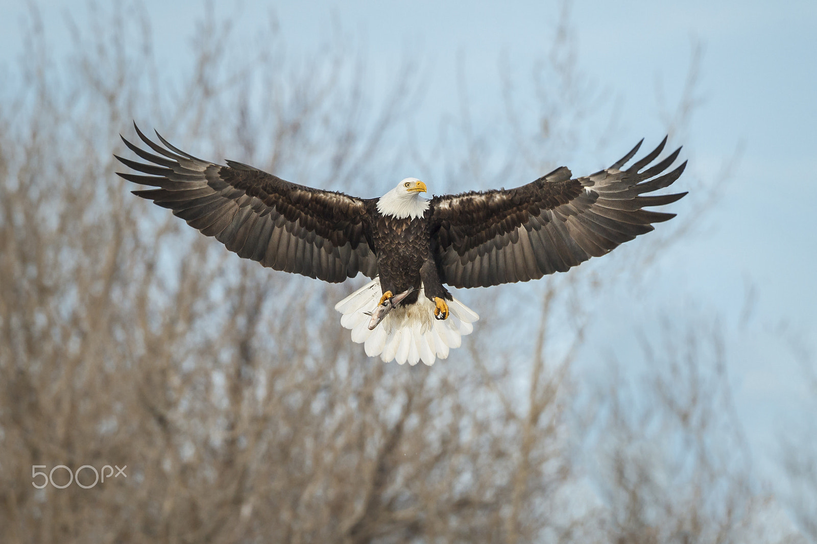 Canon EF 500mm F4L IS USM sample photo. A small catch photography
