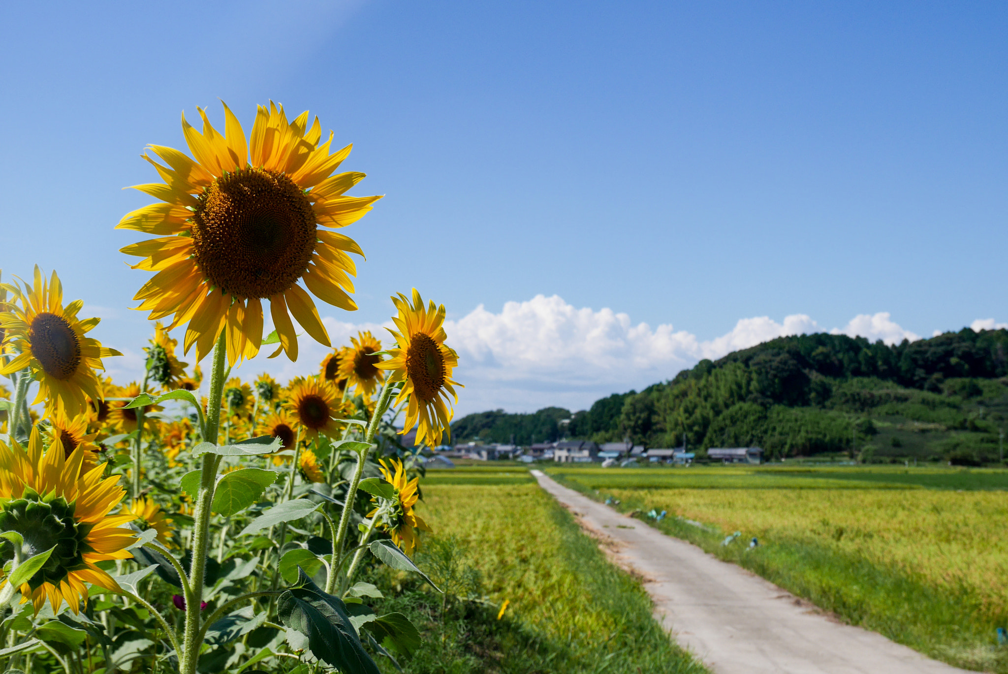 Panasonic Lumix DMC-GM5 sample photo. Sunflower photography