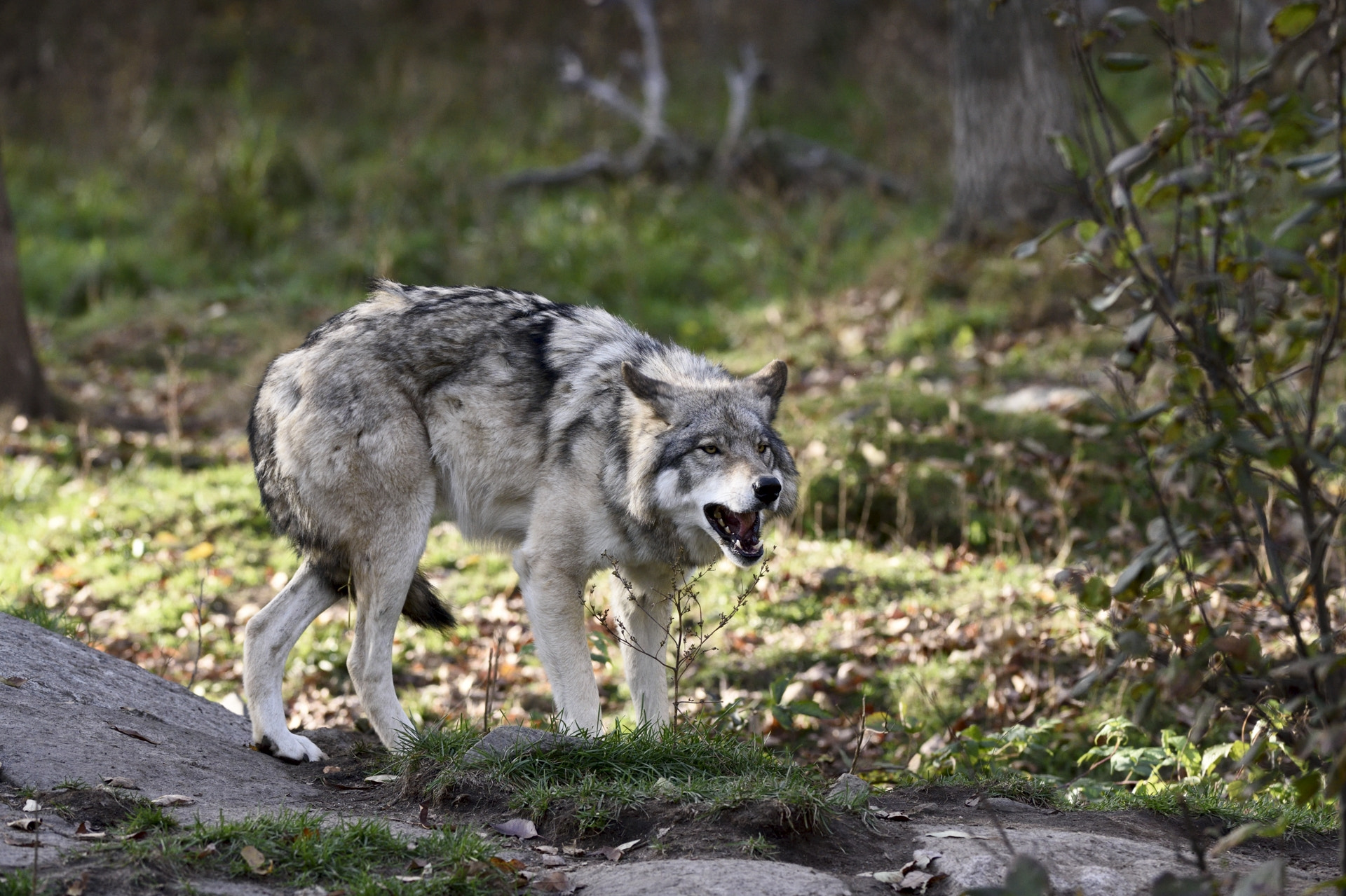 Nikon AF-S Nikkor 200-400mm F4G ED-IF VR sample photo. Grey wolf photography