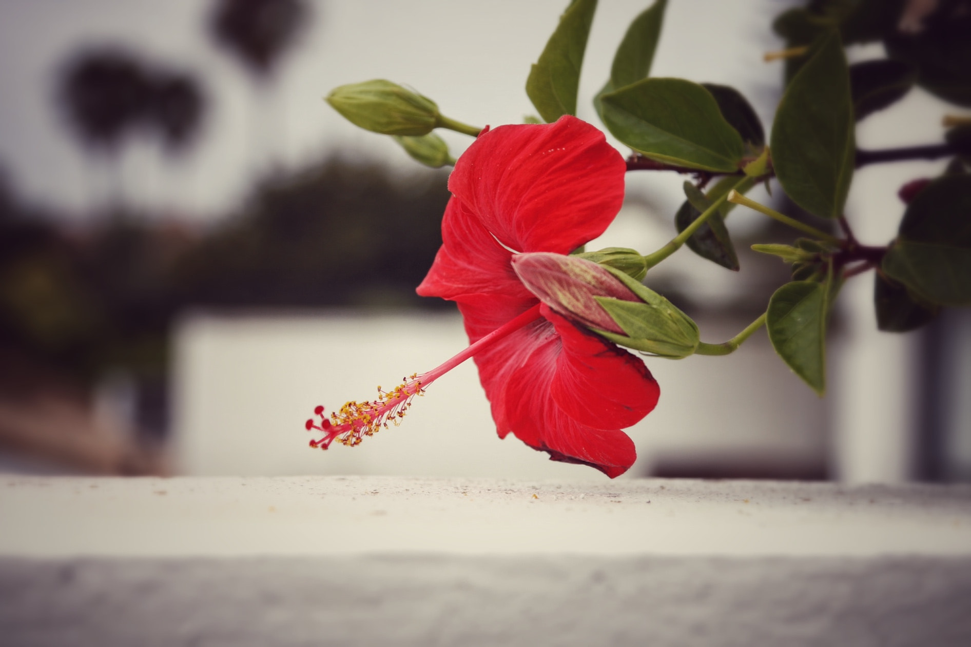 Canon EF 24-105mm F4L IS USM sample photo. Flor de estepona photography