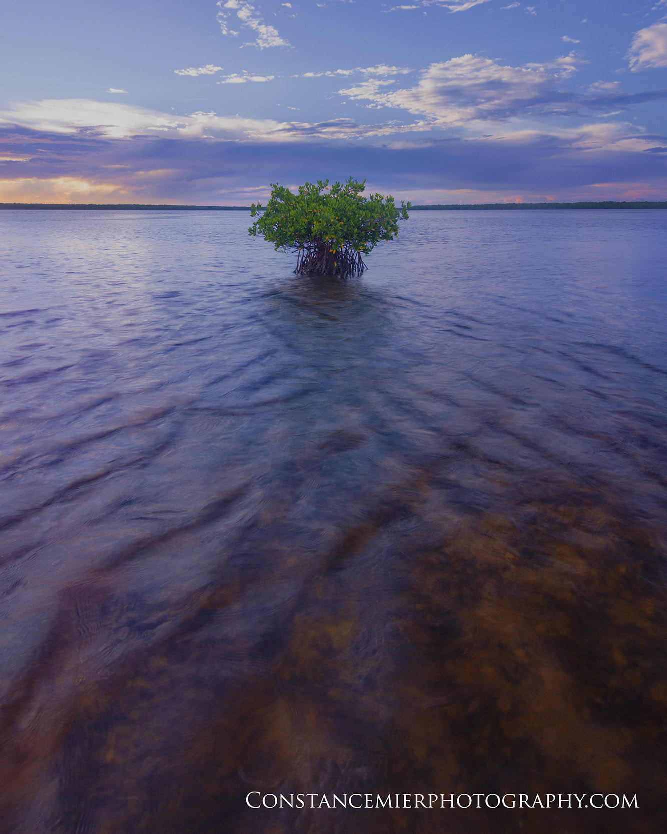 Sony SLT-A77 + 20mm F2.8 sample photo. Everglades oyster flat photography