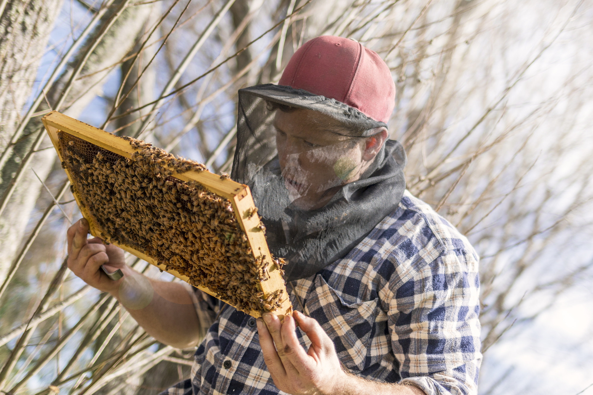 Canon EOS 70D + Canon EF 35mm F2 IS USM sample photo. Urban apiary photography