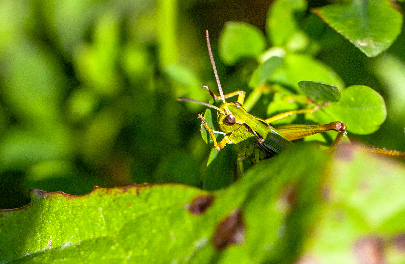 Canon EOS 5D + Canon EF 100mm F2.8L Macro IS USM sample photo. Good evening grasshopper photography